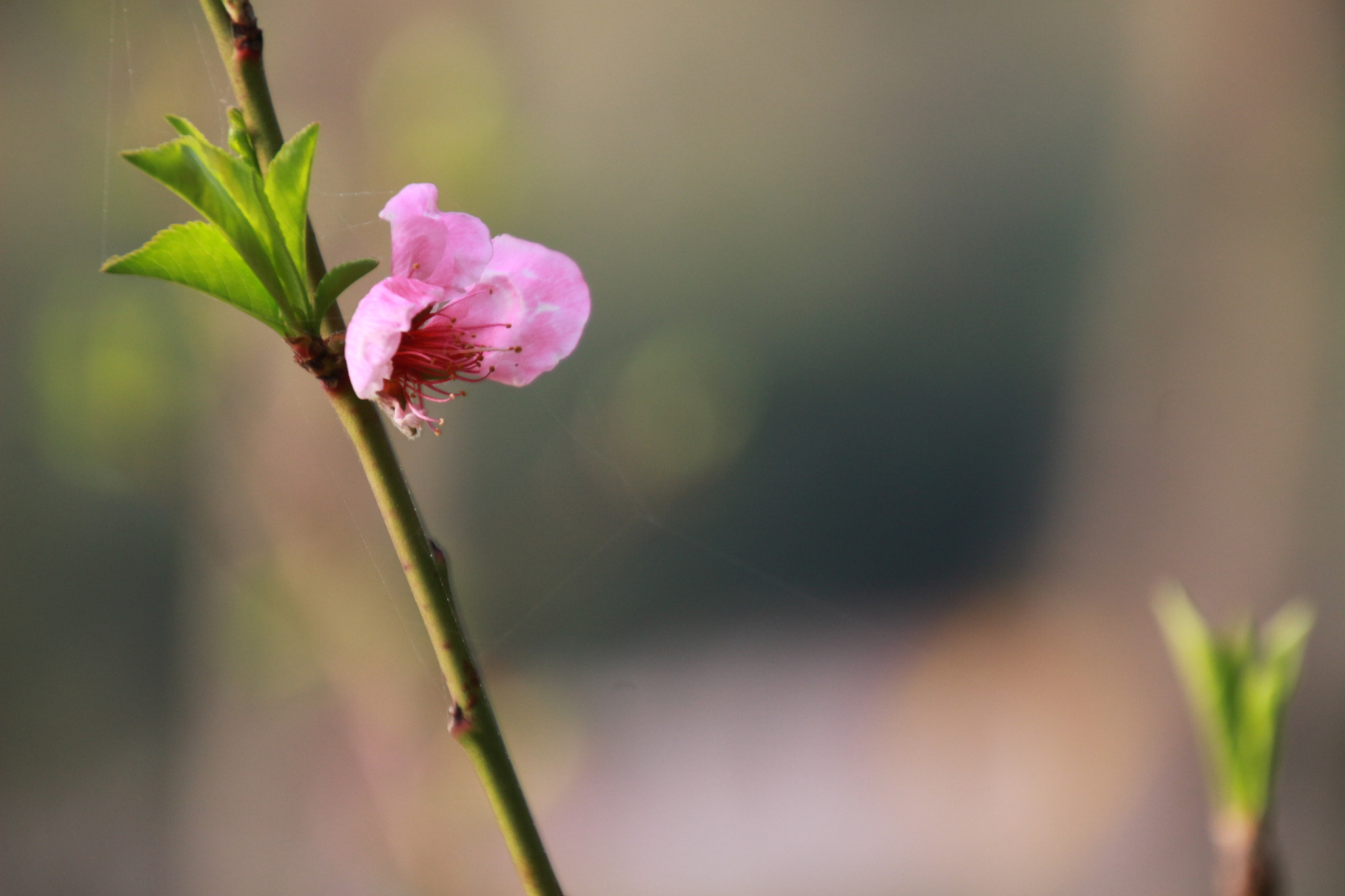 Canon EOS 100D (EOS Rebel SL1 / EOS Kiss X7) sample photo. Pembe 1 photography