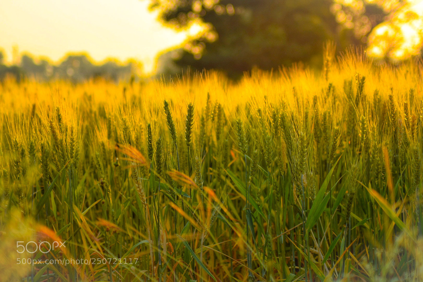 Nikon D3300 sample photo. Ray of hope photography