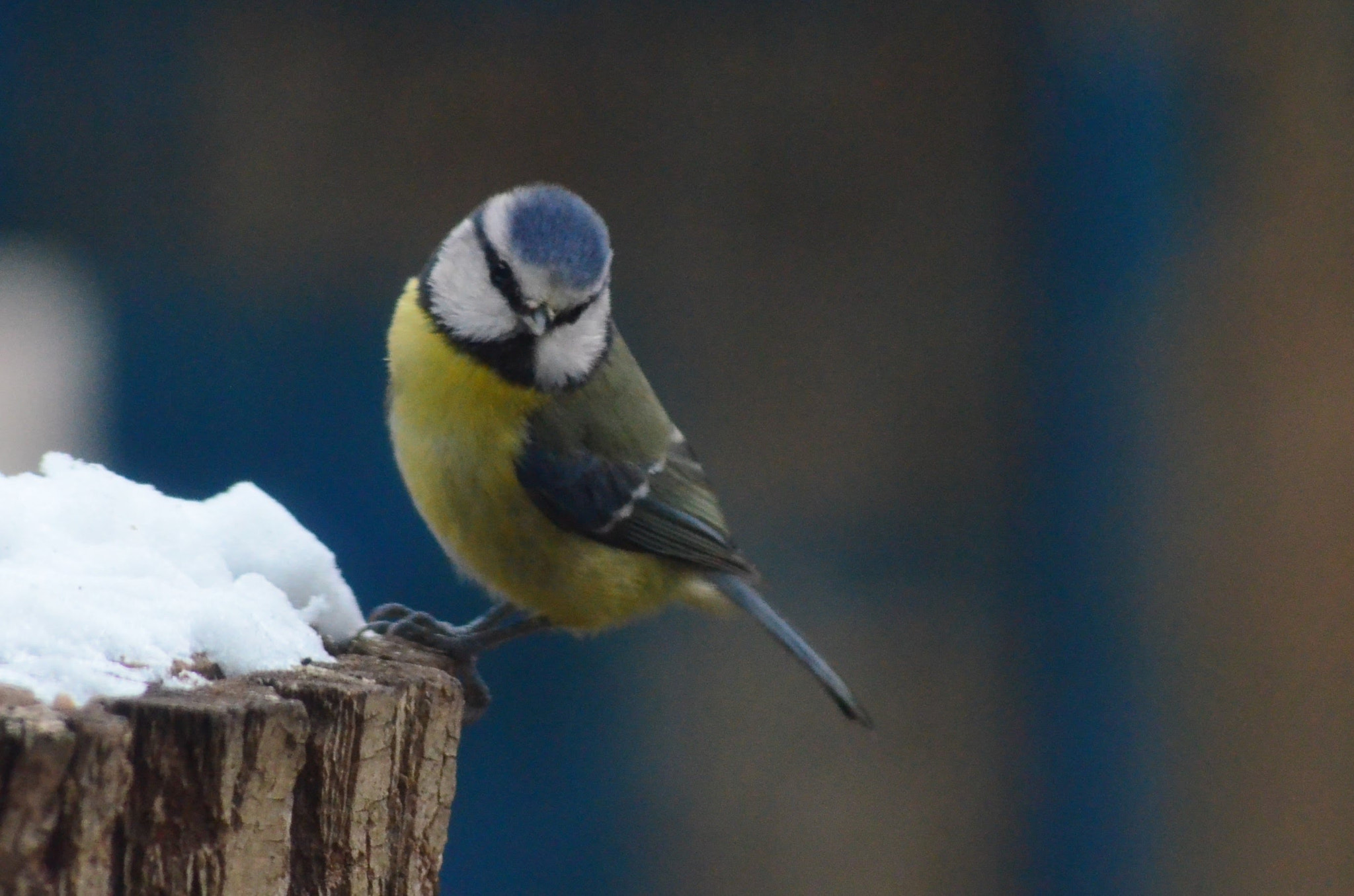Sigma 70-300mm F4-5.6 APO DG Macro sample photo. Blue tit photography