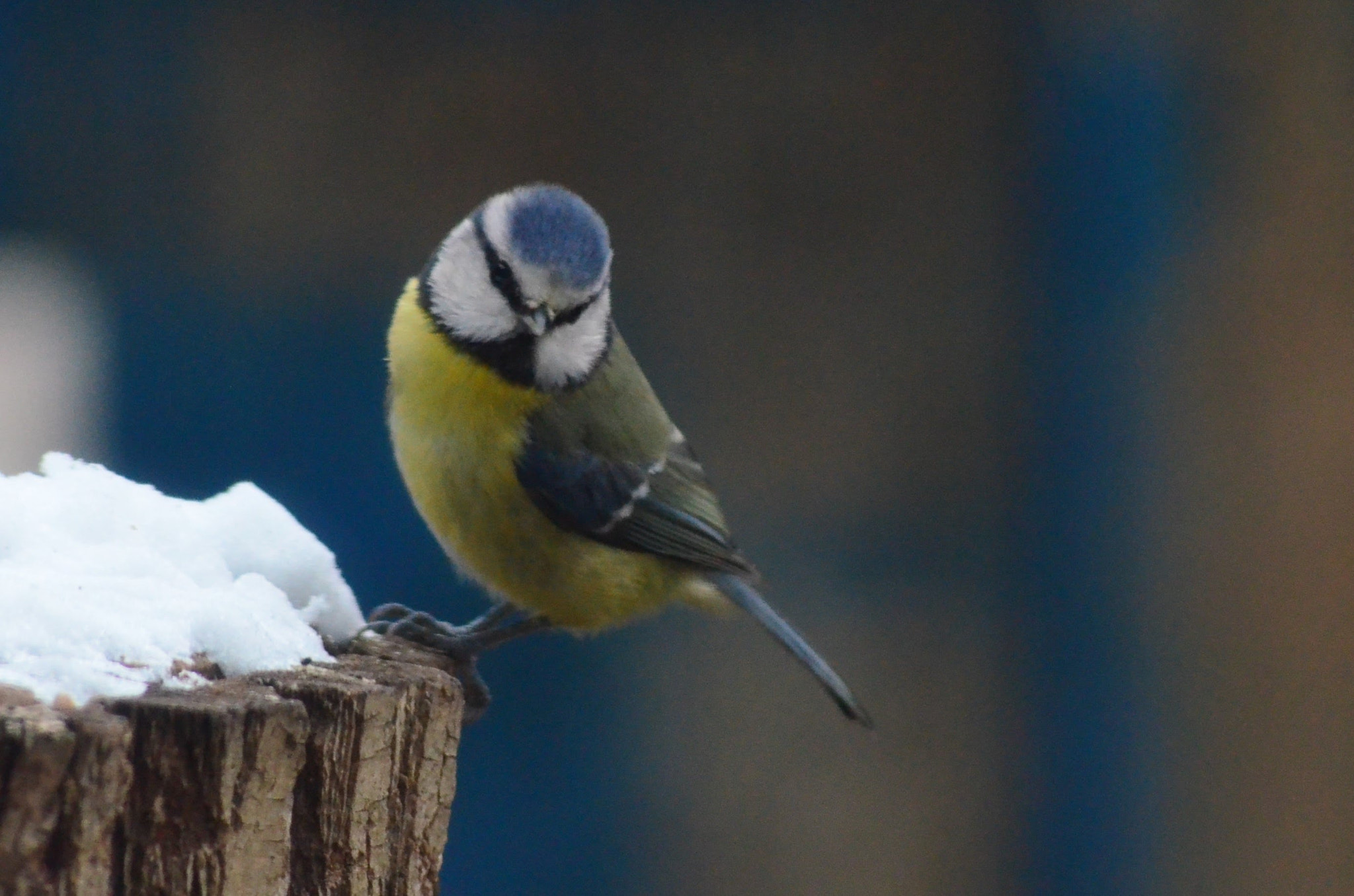 Nikon D5100 + Sigma 70-300mm F4-5.6 APO DG Macro sample photo. Blue tit photography