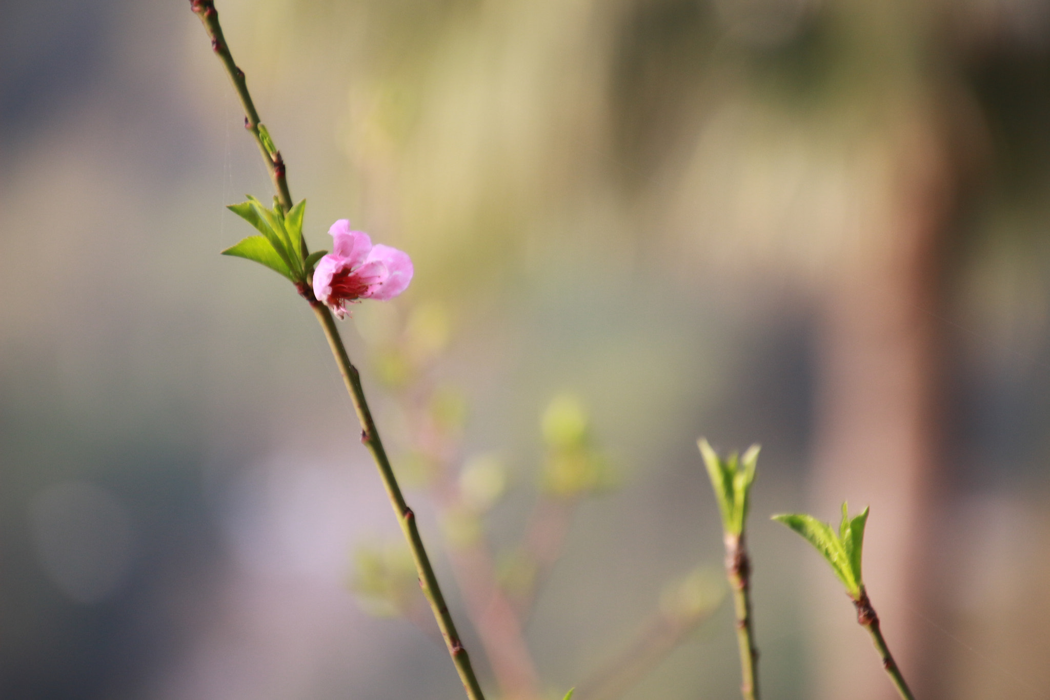 Canon EOS 100D (EOS Rebel SL1 / EOS Kiss X7) sample photo. Pembe 2 photography