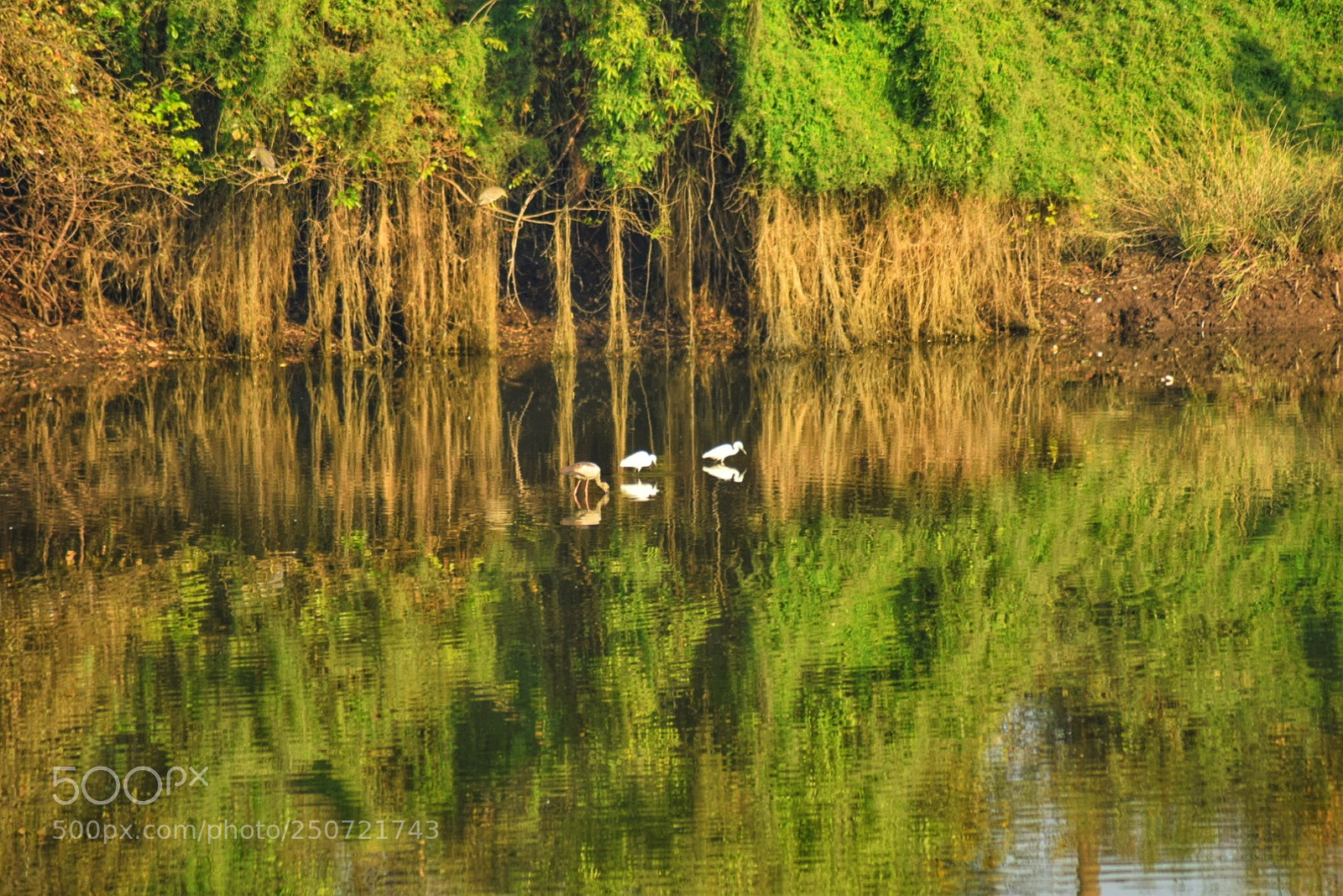 Nikon D3300 sample photo. Save the river photography