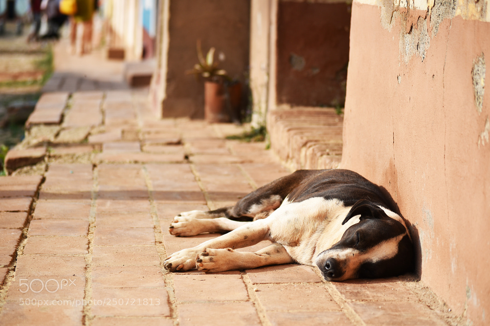 Nikon D5500 sample photo. Perro dormido photography
