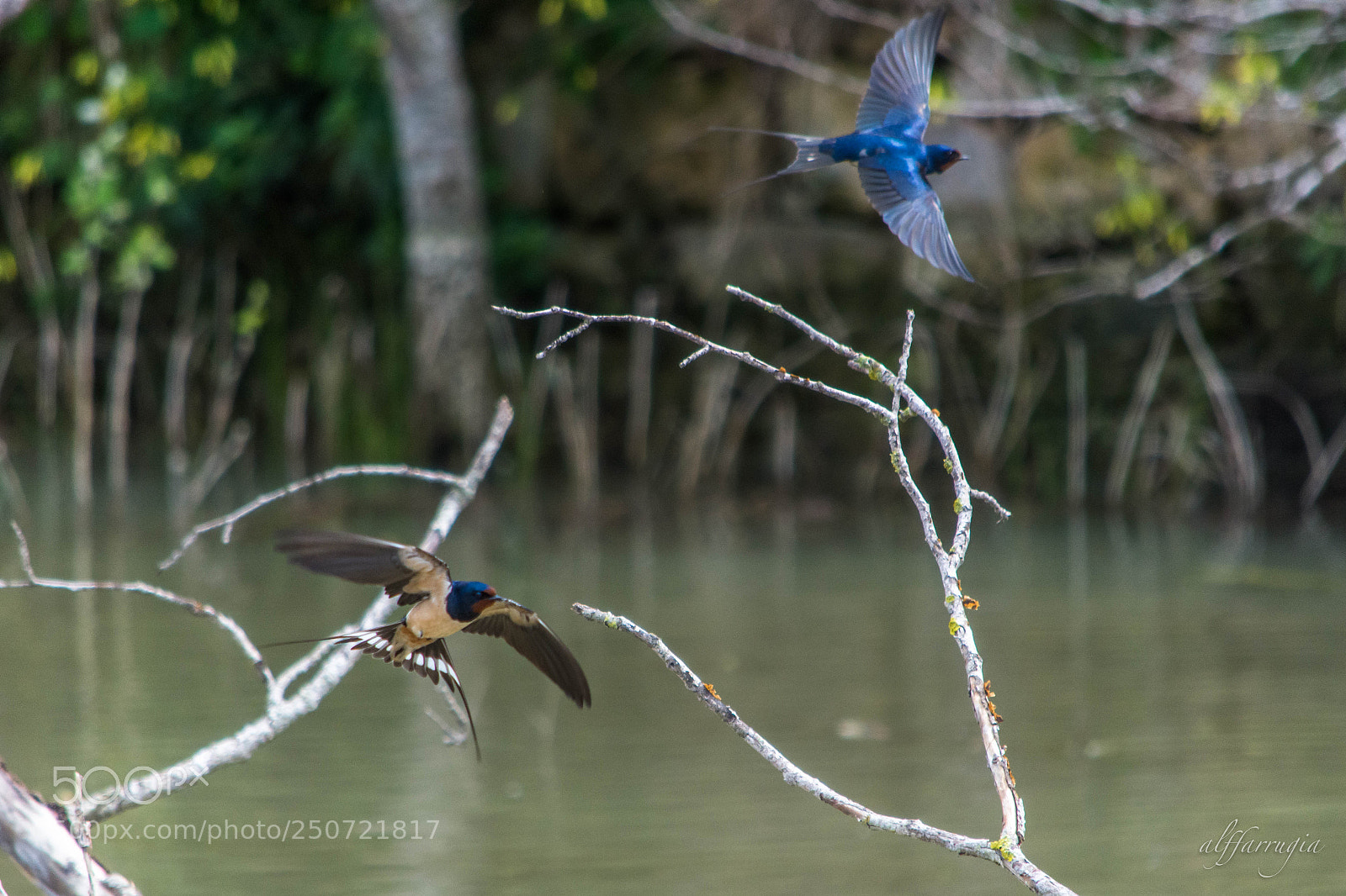 Nikon D7200 sample photo. Swallows photography