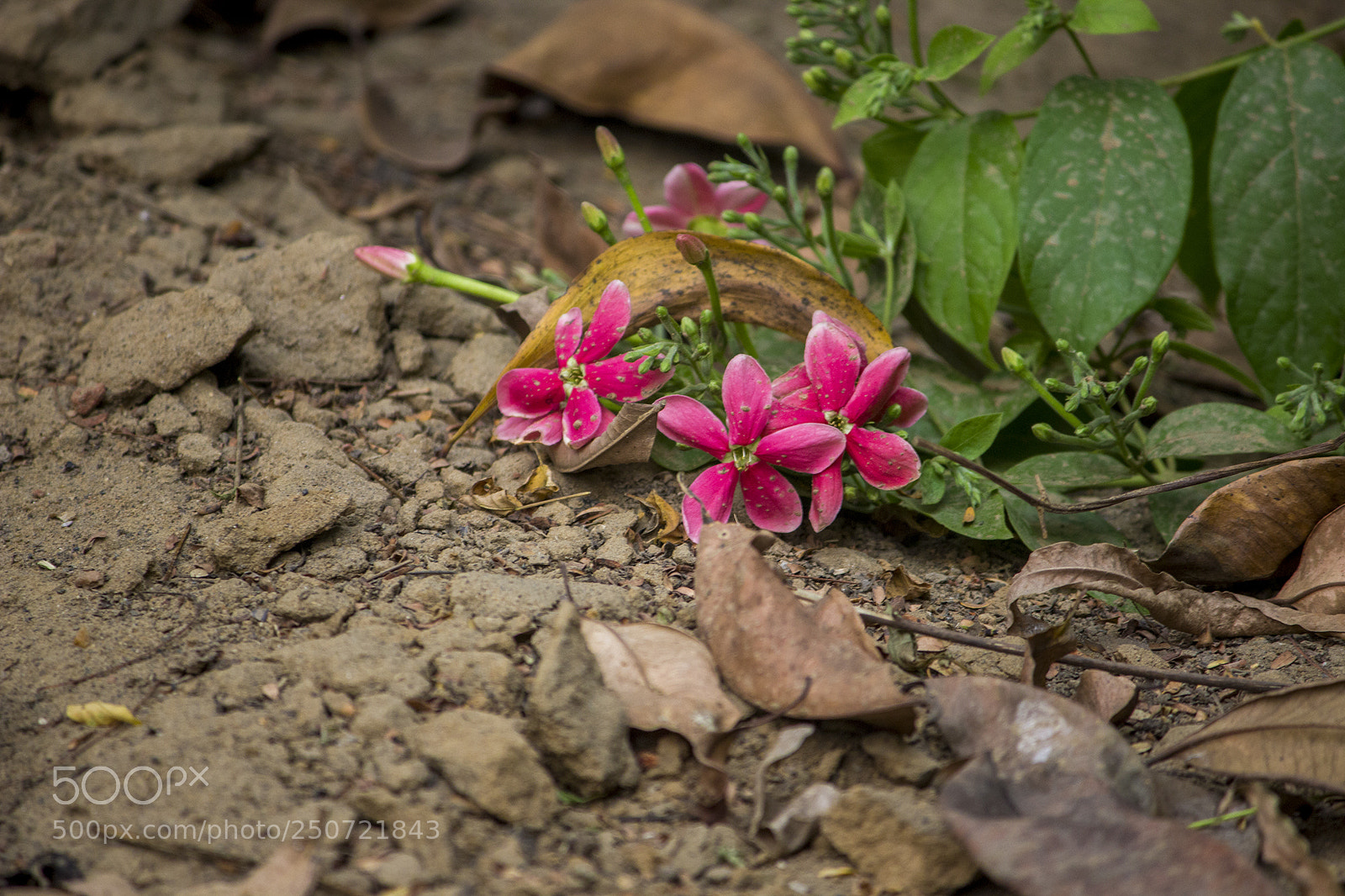 Canon EOS 600D (Rebel EOS T3i / EOS Kiss X5) sample photo. Fallen beauty photography