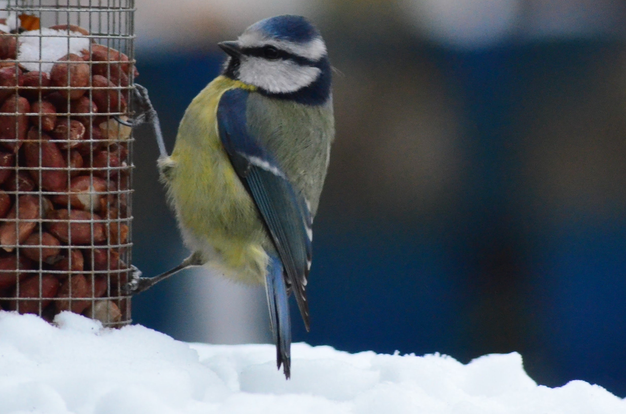 Nikon D5100 + Sigma 70-300mm F4-5.6 APO DG Macro sample photo. Blue tit photography