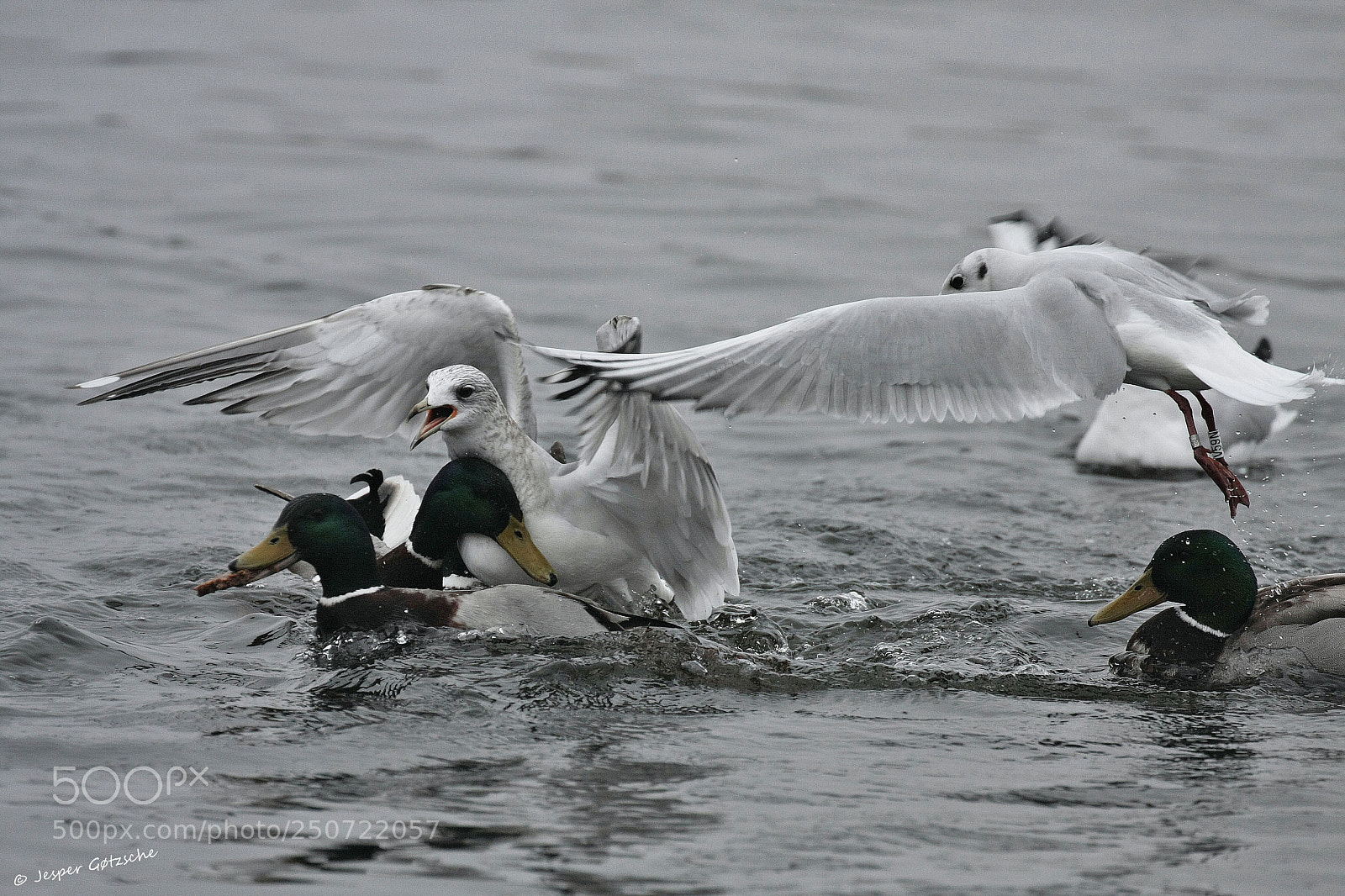 Canon EOS 40D sample photo. Untitled photography