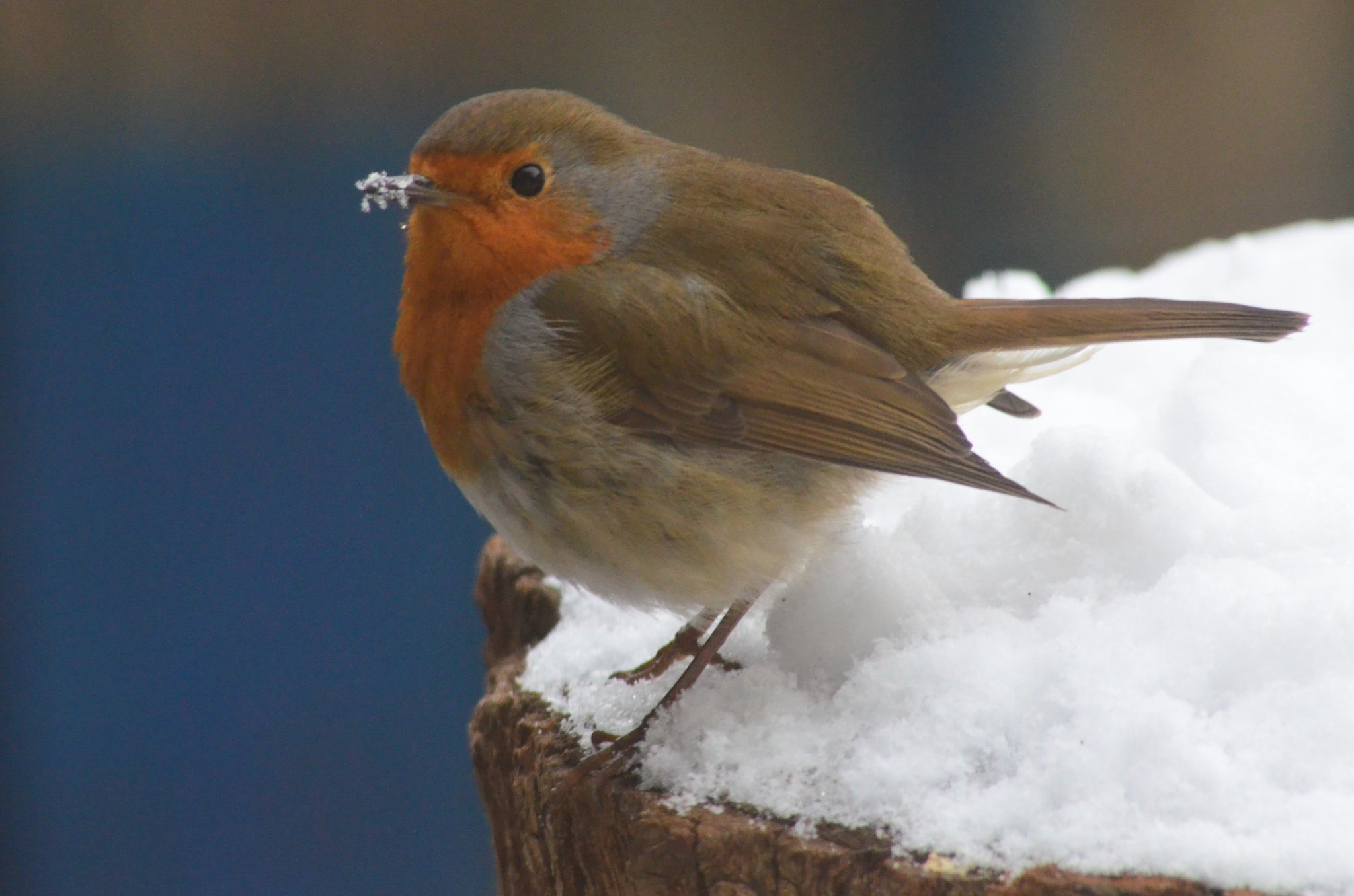 Nikon D5100 + Sigma 70-300mm F4-5.6 APO DG Macro sample photo. Robin photography