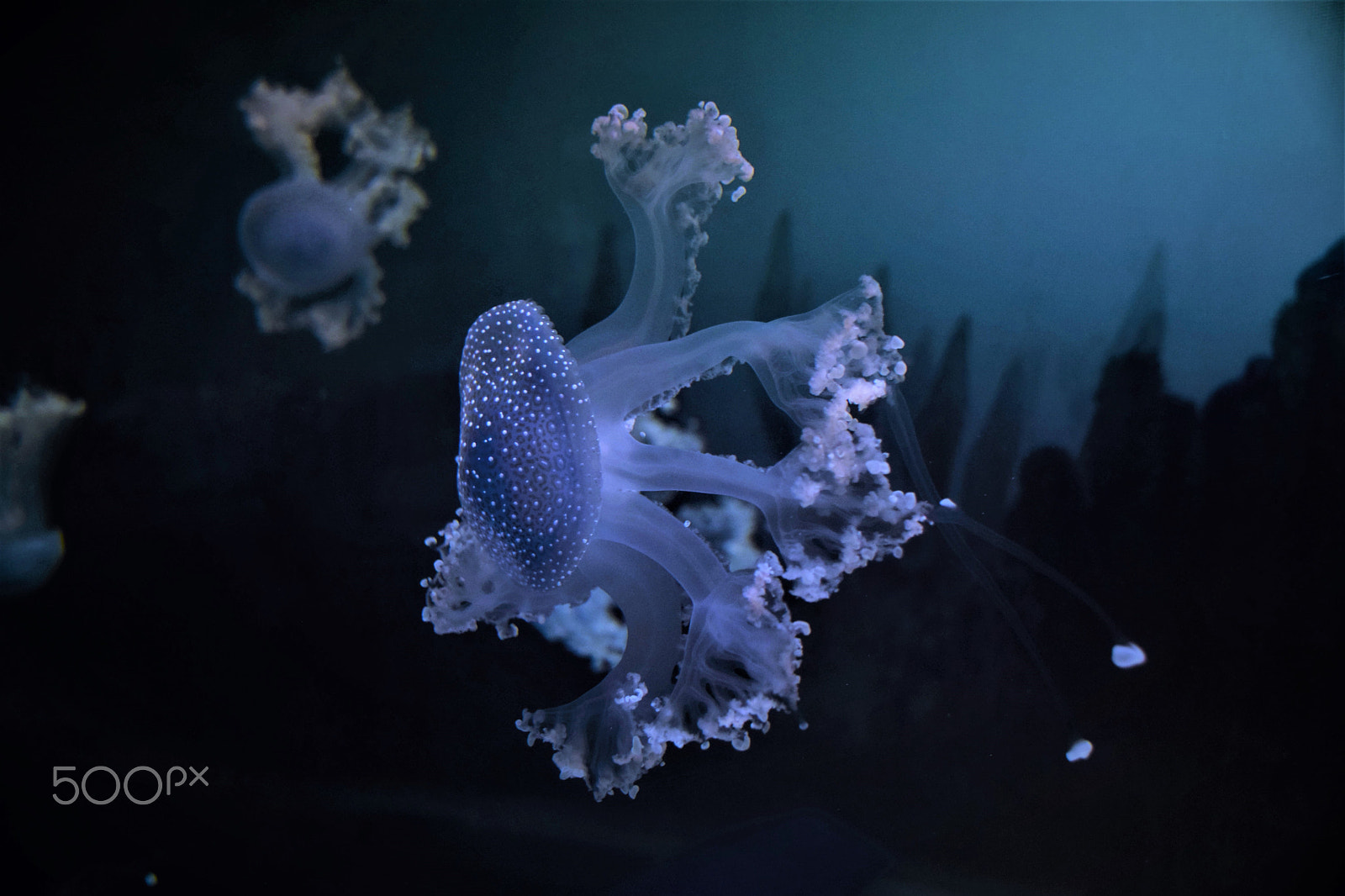 Sigma 18-250mm F3.5-6.3 DC Macro OS HSM sample photo. Aquatic photography
