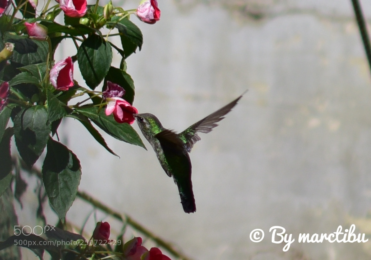 Nikon D750 sample photo. Hummingbird bolivia 2017 photography