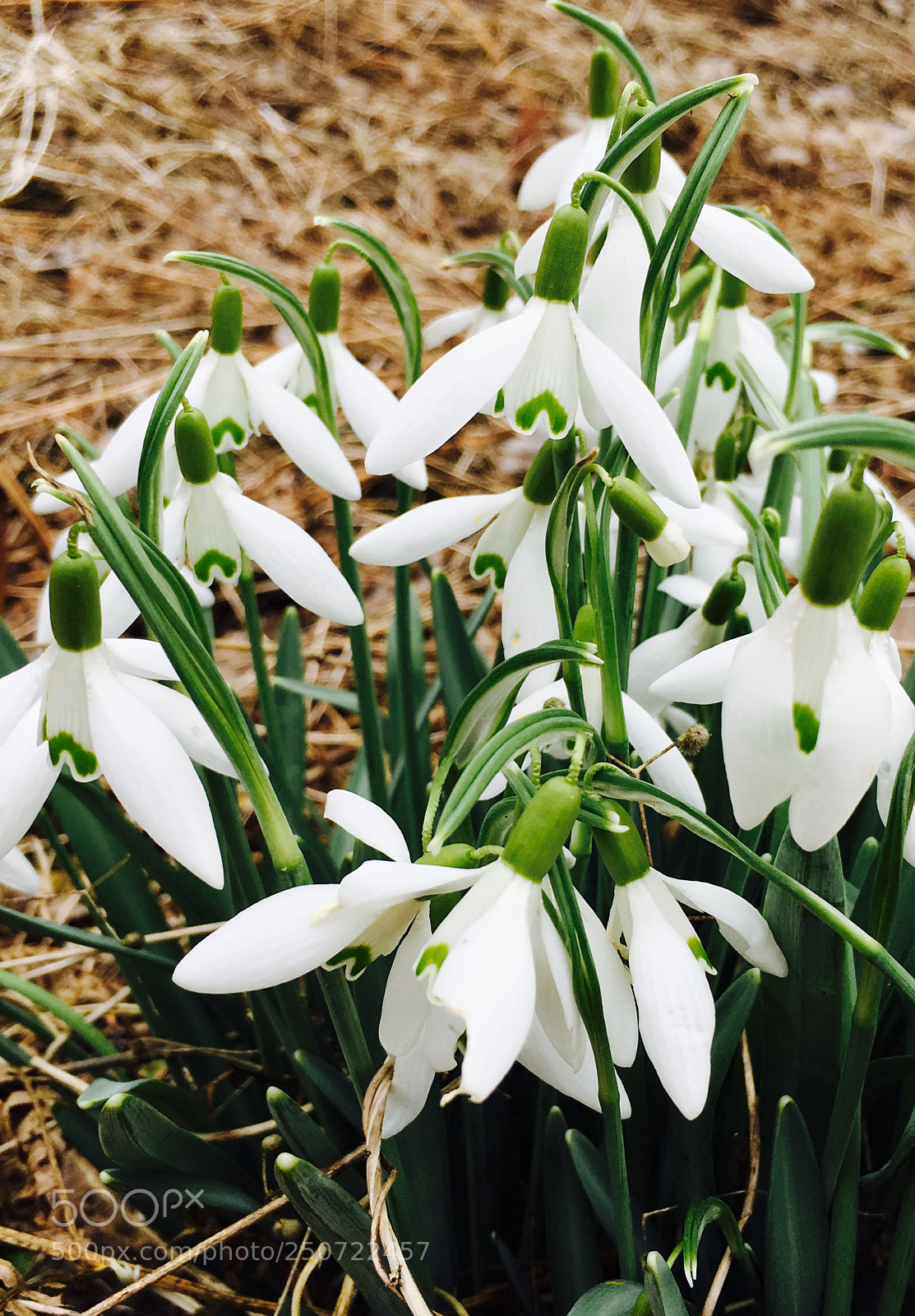 Apple iPhone 6s sample photo. Galanthus photography