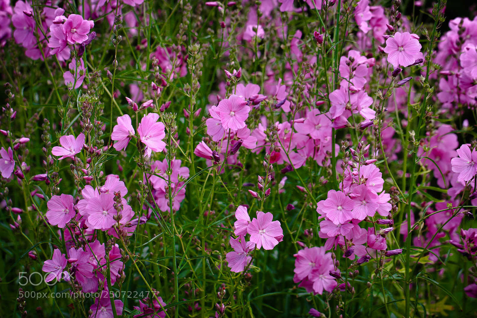 Canon EOS 70D sample photo. Flowers in border powerscourt photography