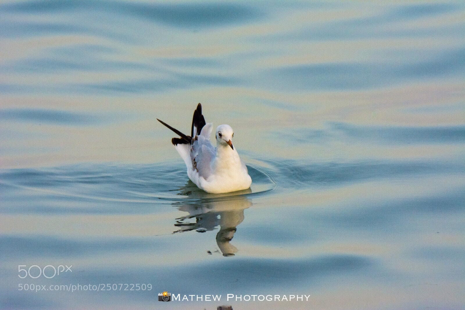 Nikon D5200 sample photo. Seagull.. photography