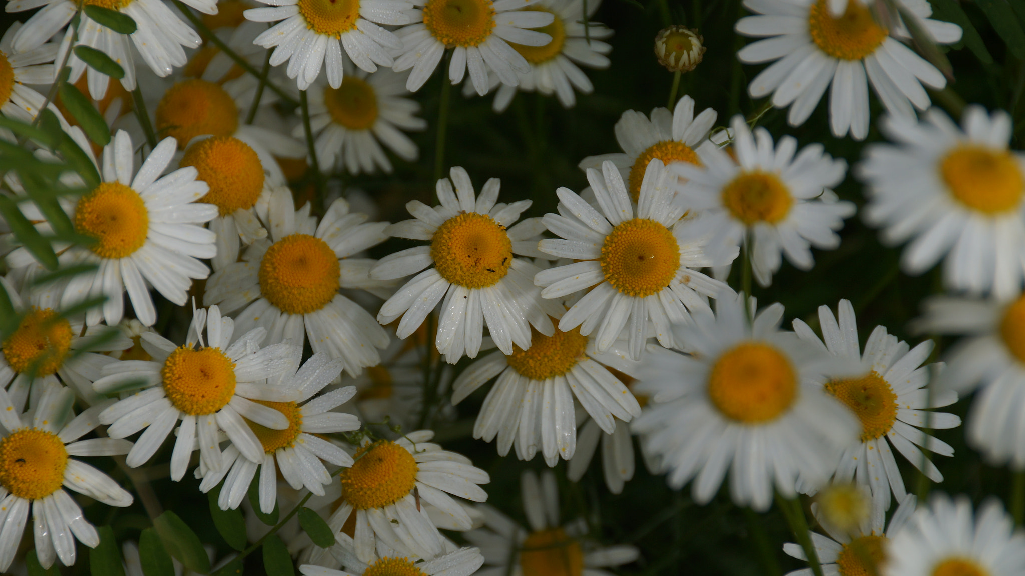 Sony DT 18-250mm F3.5-6.3 sample photo