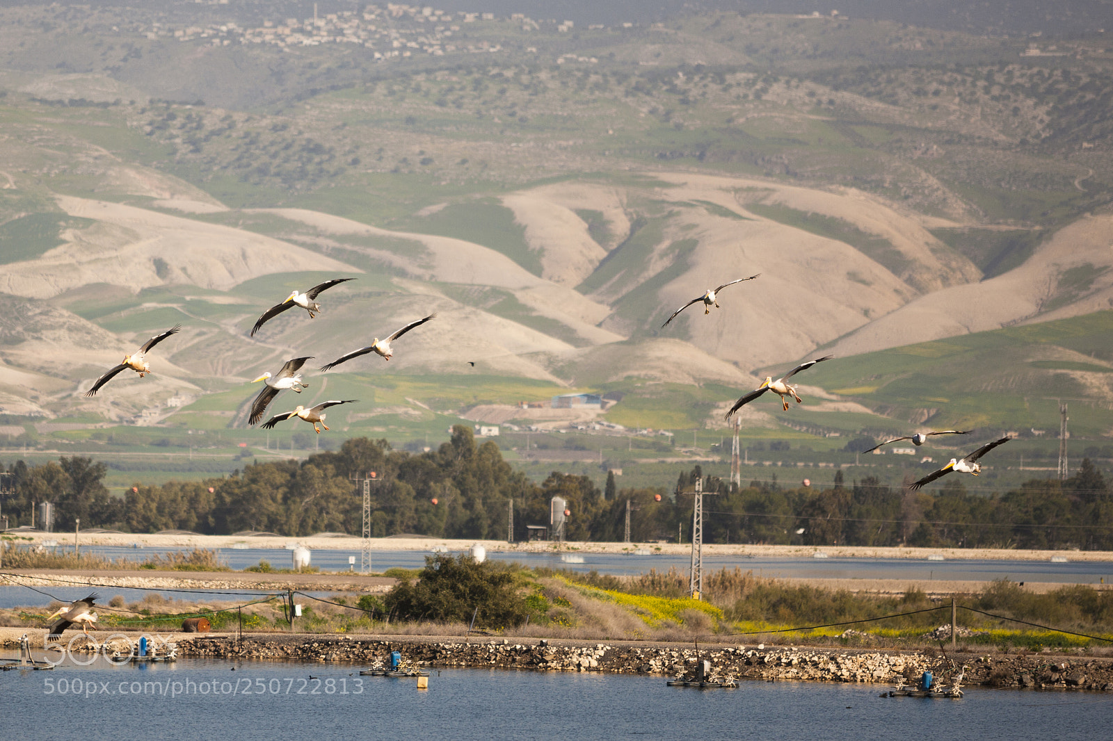 Canon EOS-1Ds Mark III sample photo. Pelicans photography