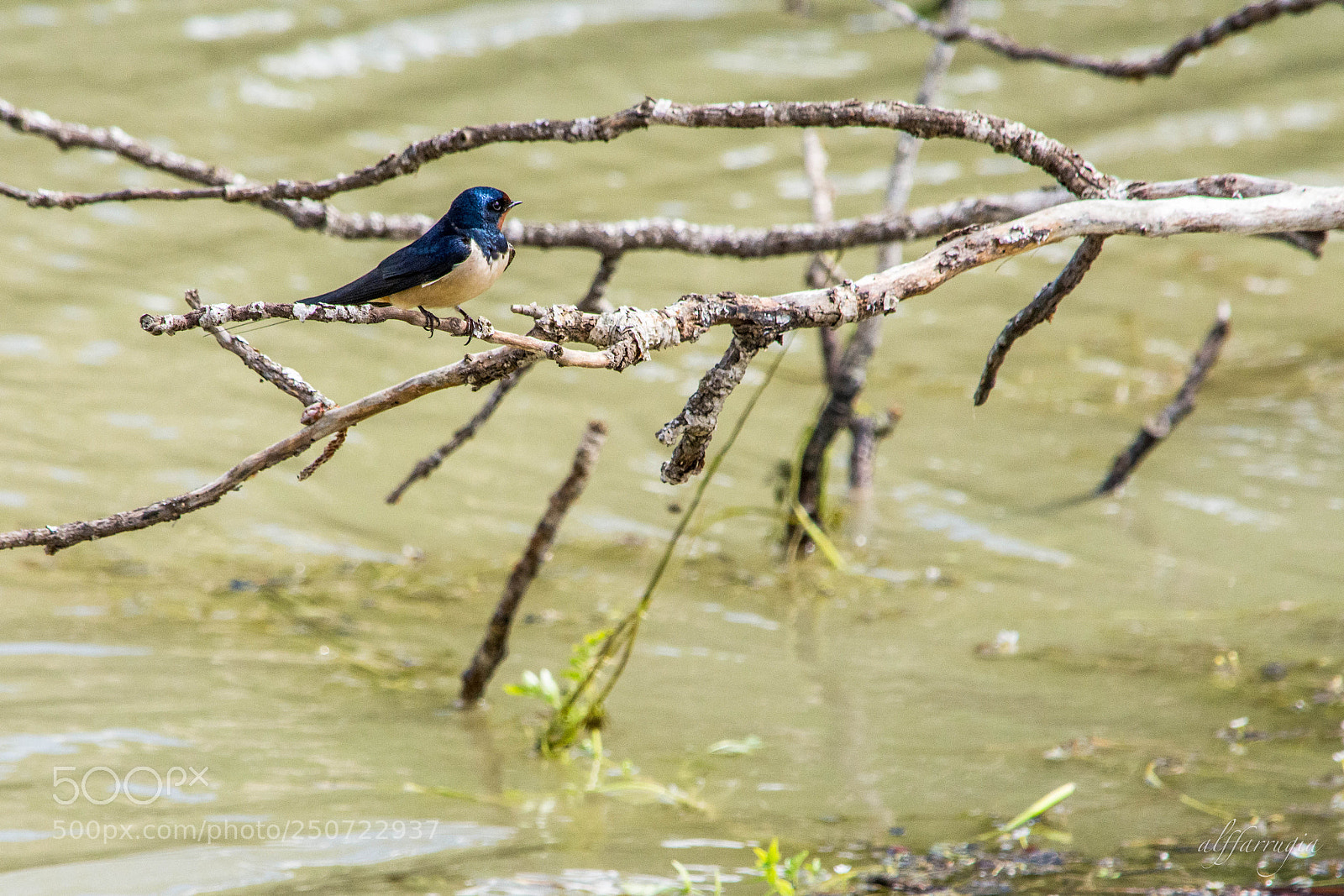 Nikon D7200 sample photo. Swallows photography