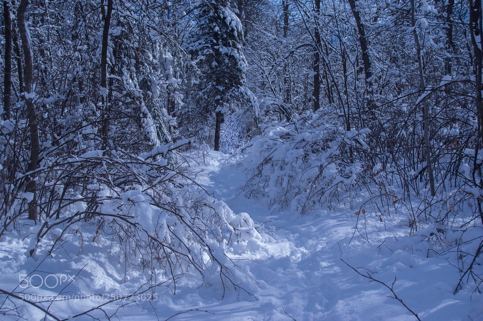 Pentax K-3 II sample photo. Fresh snow walk photography