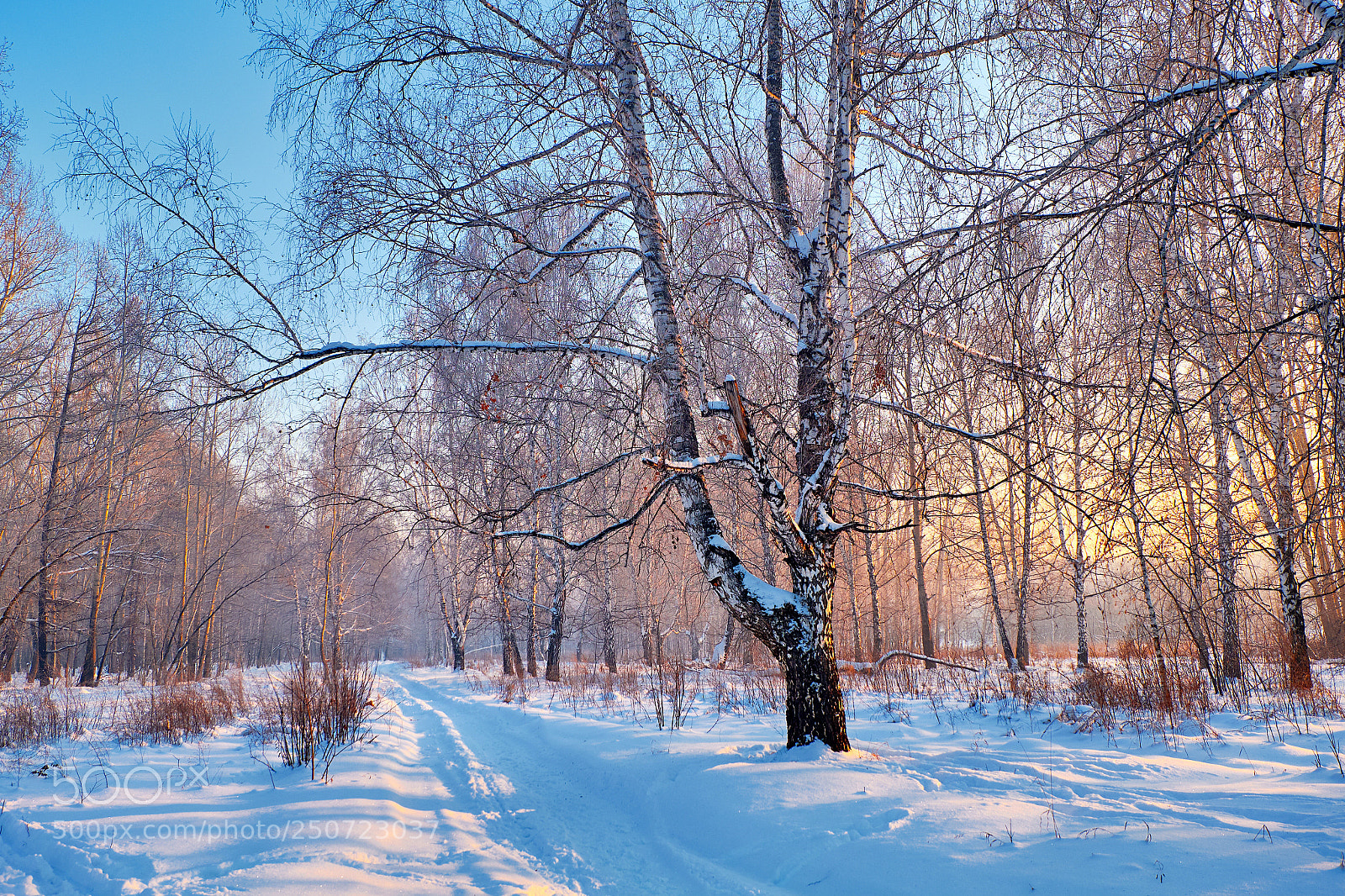 Fujifilm X-M1 sample photo. Winter forest photography