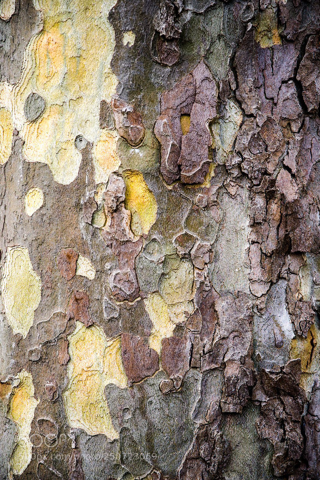 Pentax K-1 sample photo. Tree skin photography