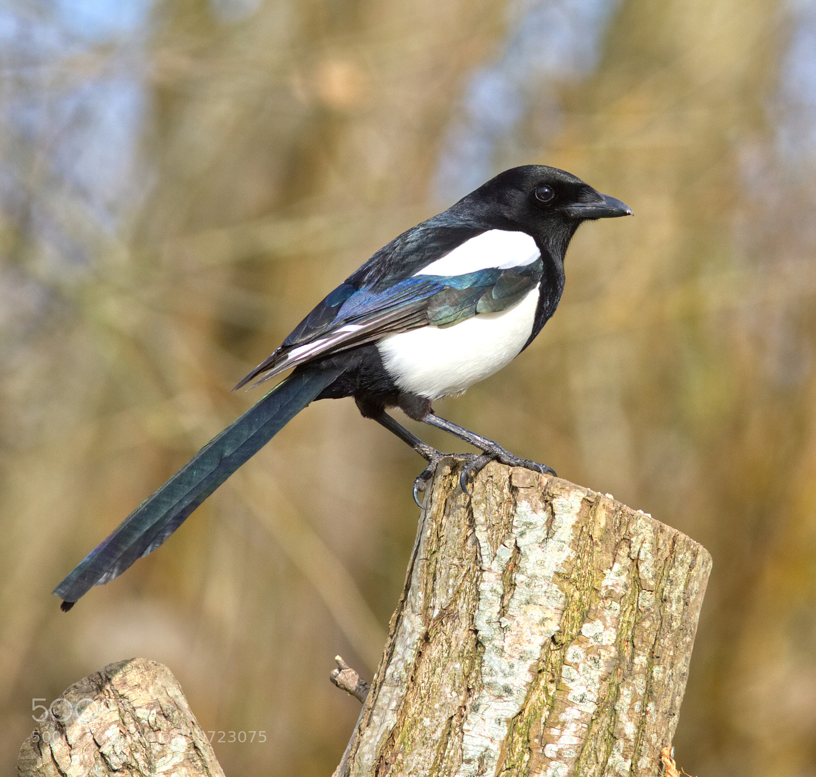 Canon EOS 7D sample photo. Magpie photography