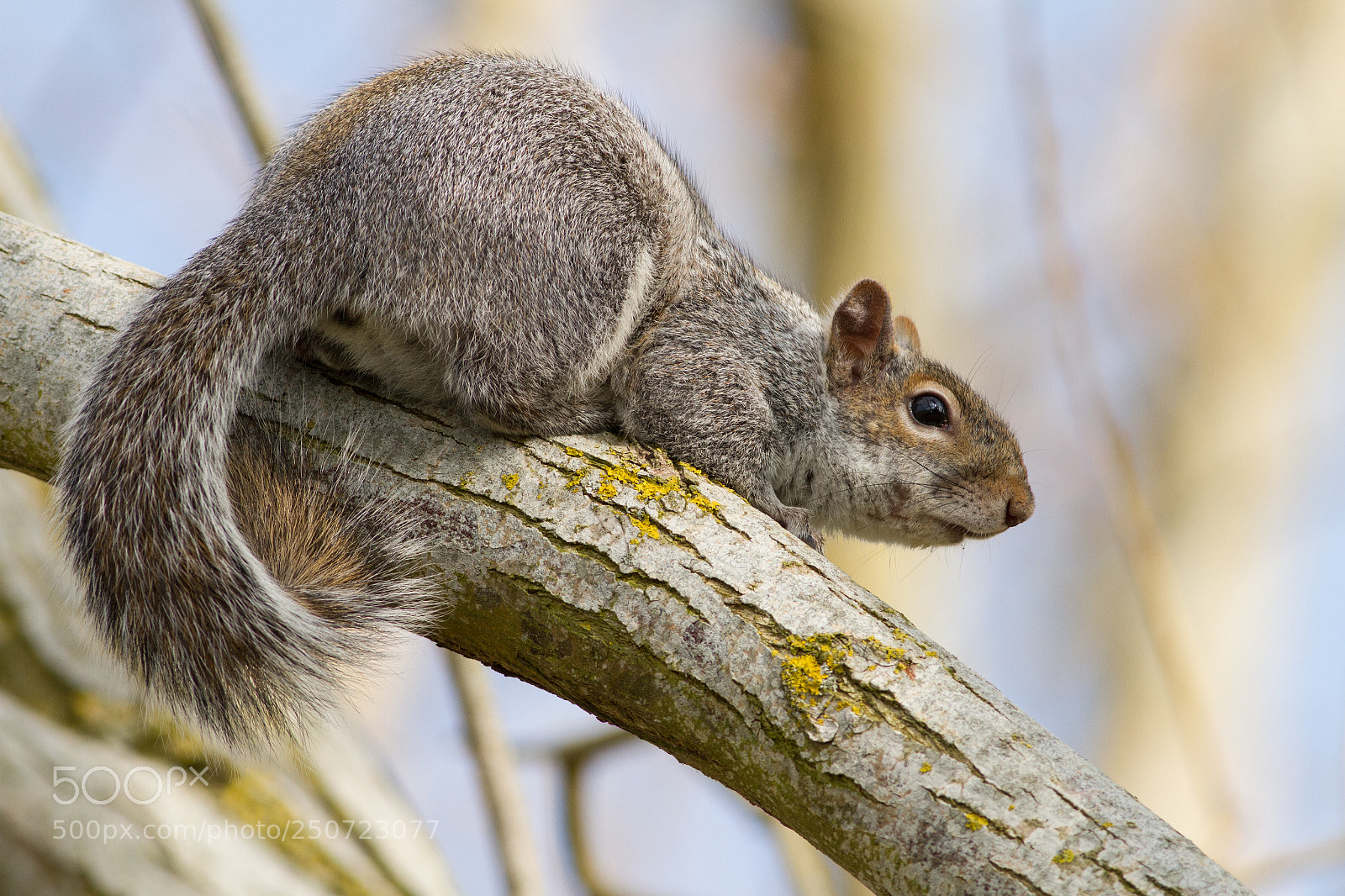 Canon EOS 7D sample photo. Squirrel photography