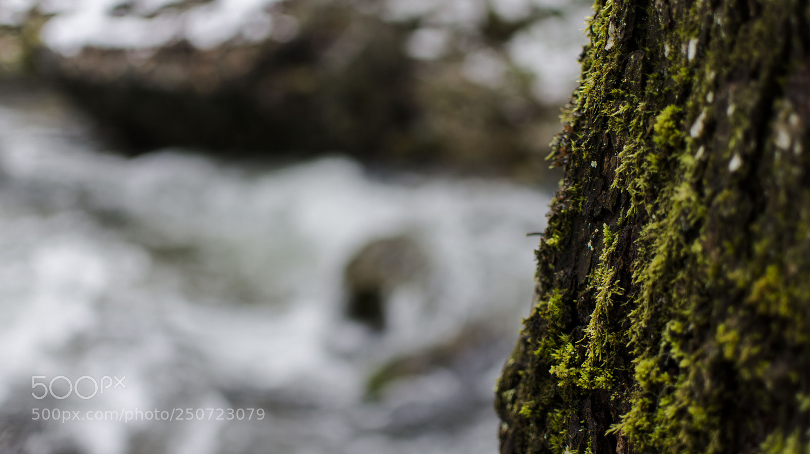 Nikon D7200 sample photo. Tree and water photography