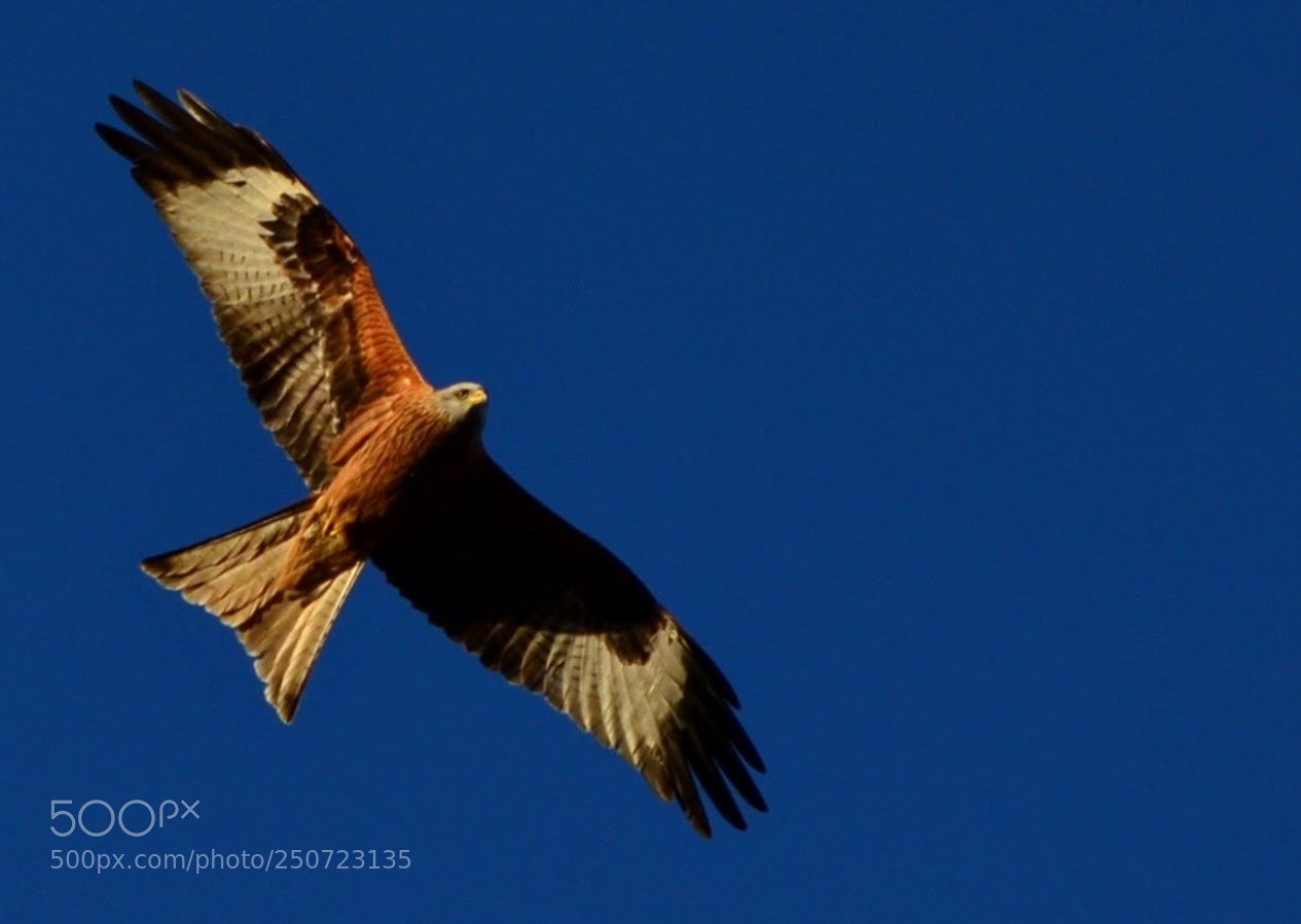 Nikon D5100 sample photo. Red kite photography
