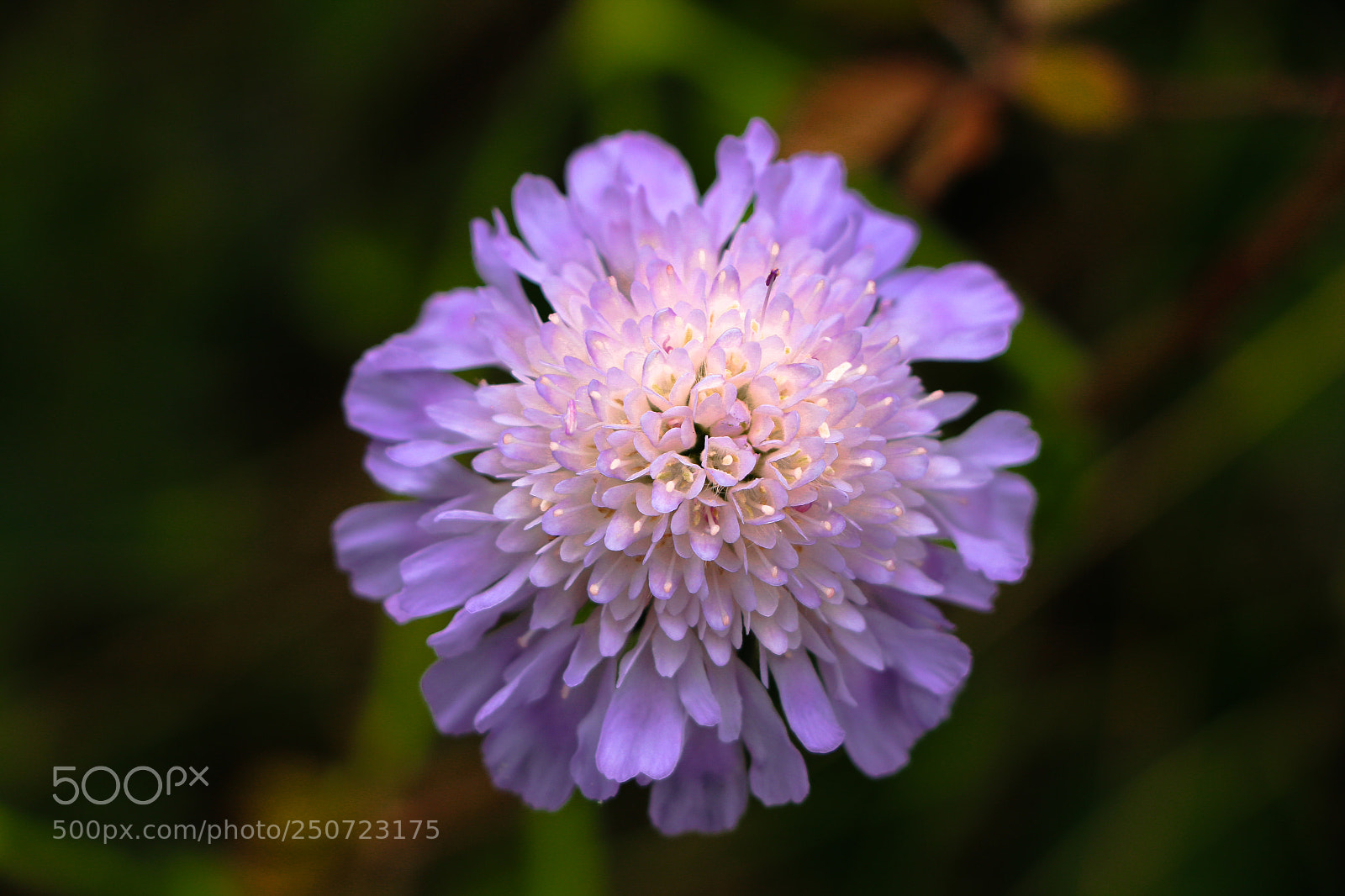 Canon EOS 70D sample photo. Knoop photography