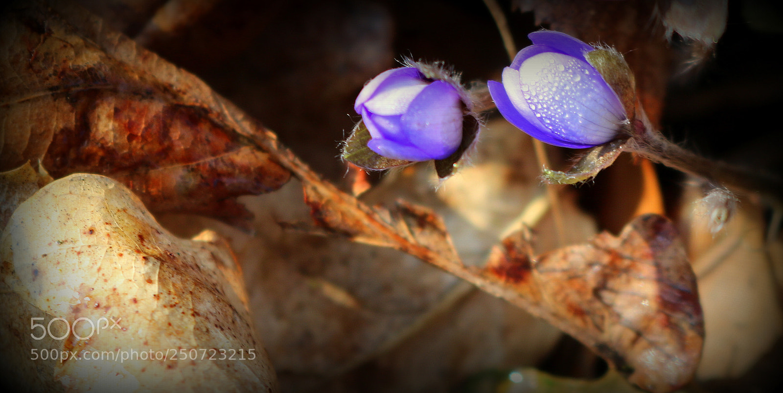 Canon EOS 750D (EOS Rebel T6i / EOS Kiss X8i) sample photo. "frosttropfen" photography