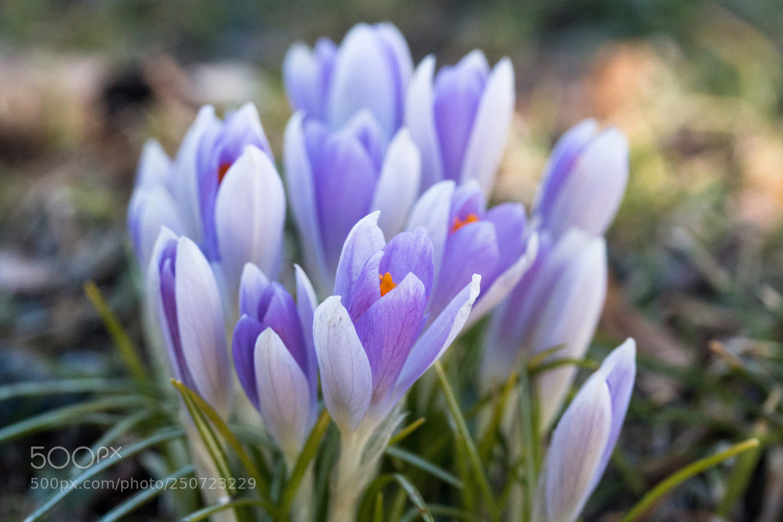 Canon EOS 70D sample photo. Crocuses in spring photography