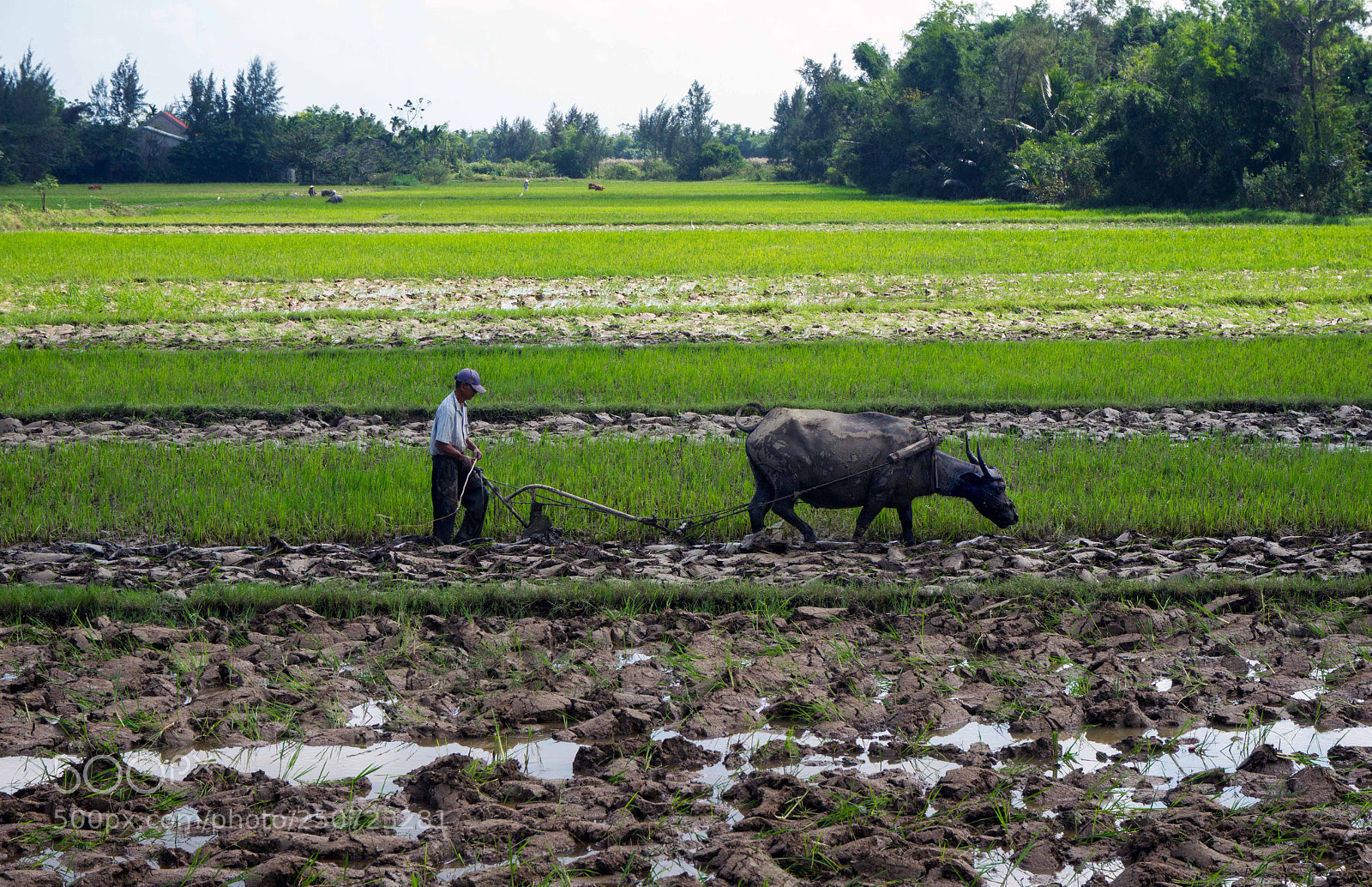 Sony Alpha a5000 (ILCE 5000) sample photo. Vietnamese farmer photography