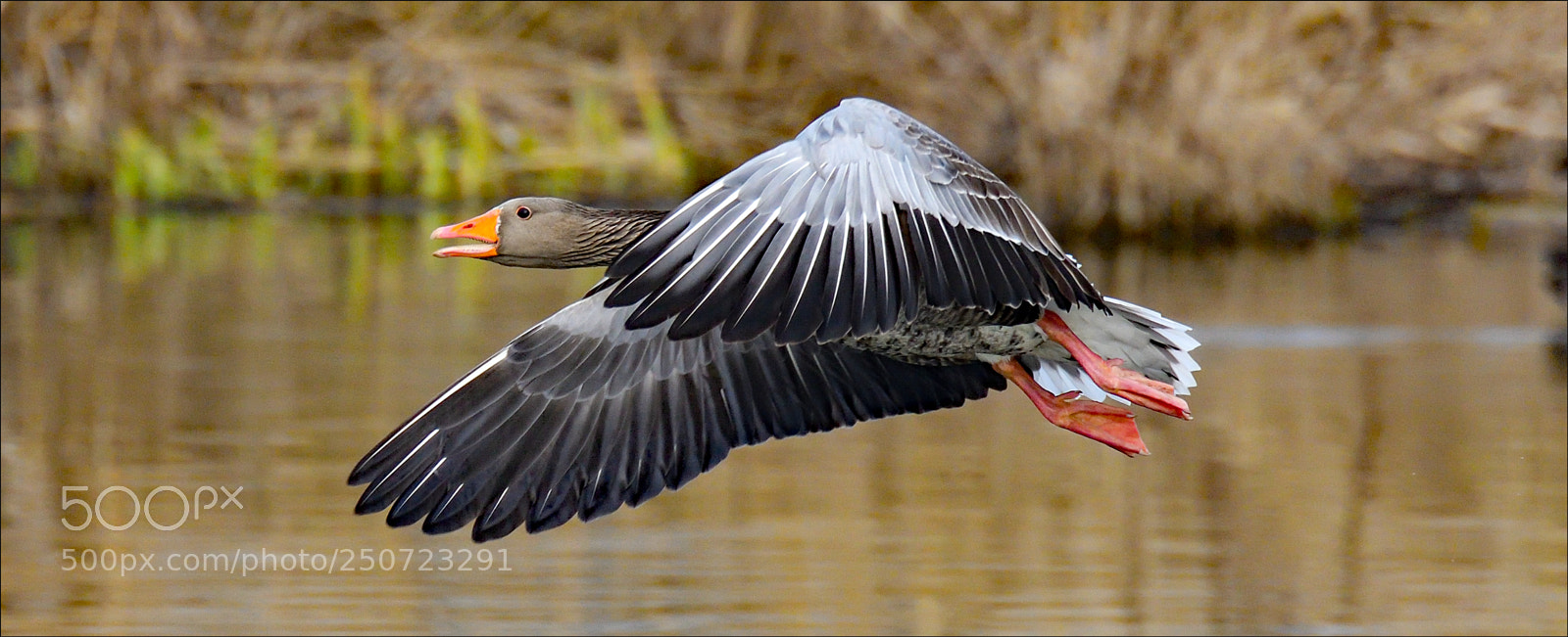 Nikon D500 sample photo. Flying photography