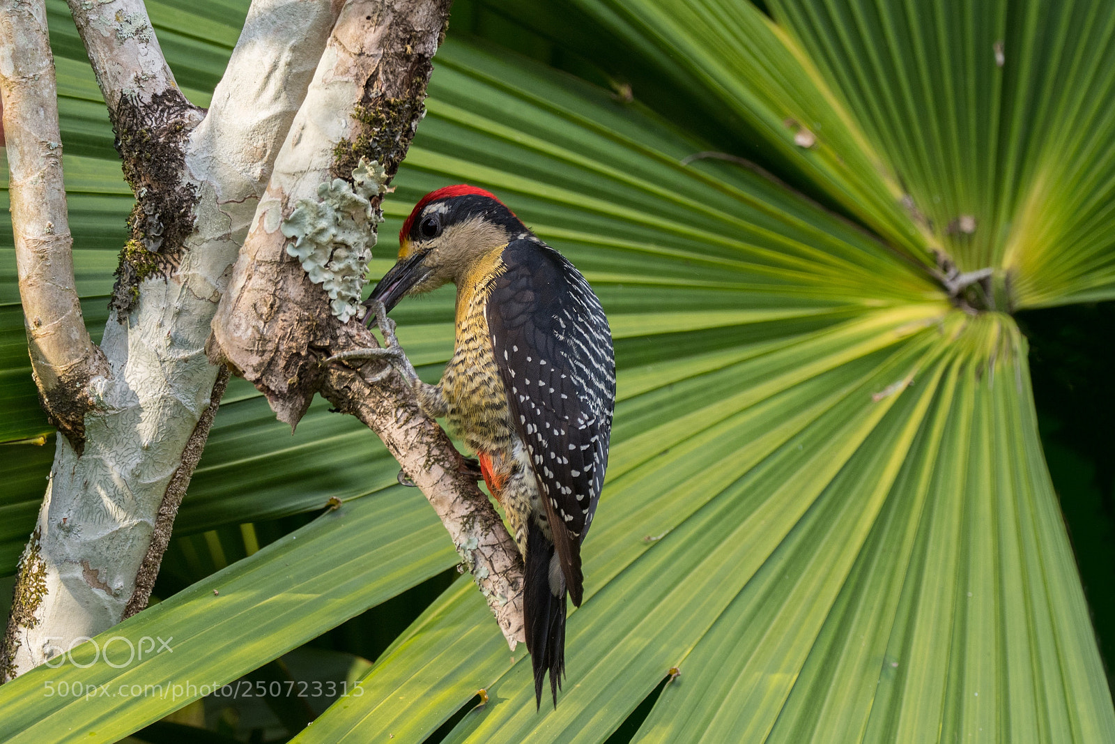 Olympus OM-D E-M1 Mark II sample photo. Black cheeked woodpecker photography