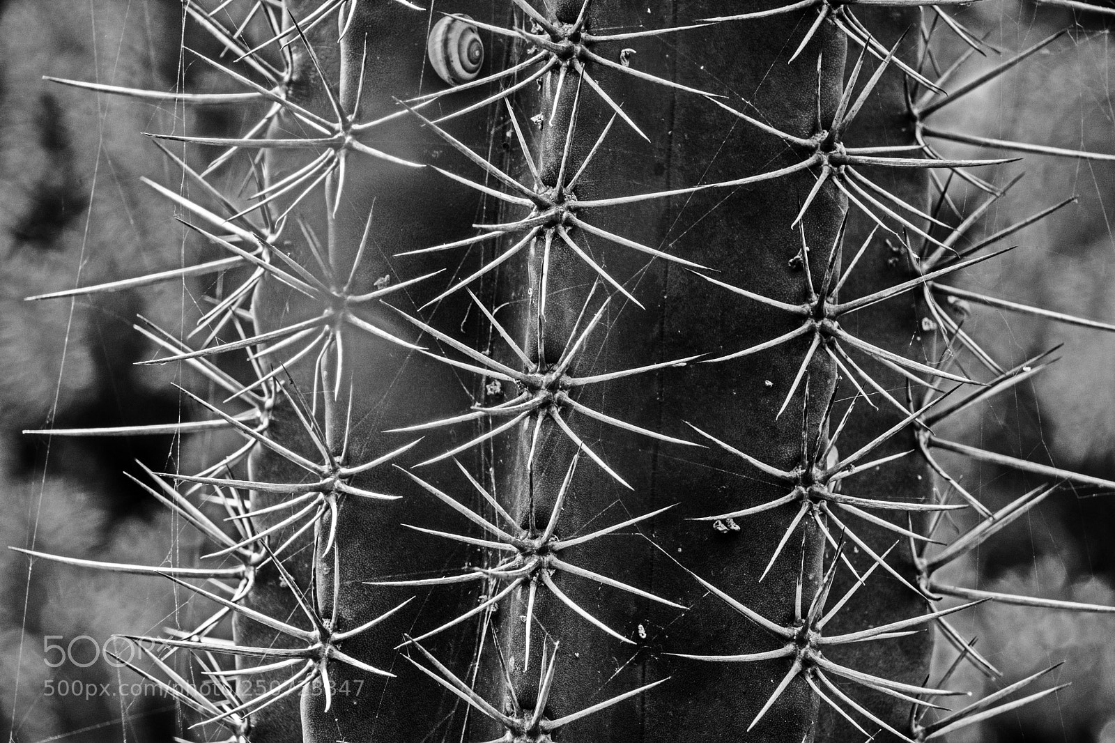 Nikon D7100 sample photo. Cactus + photography