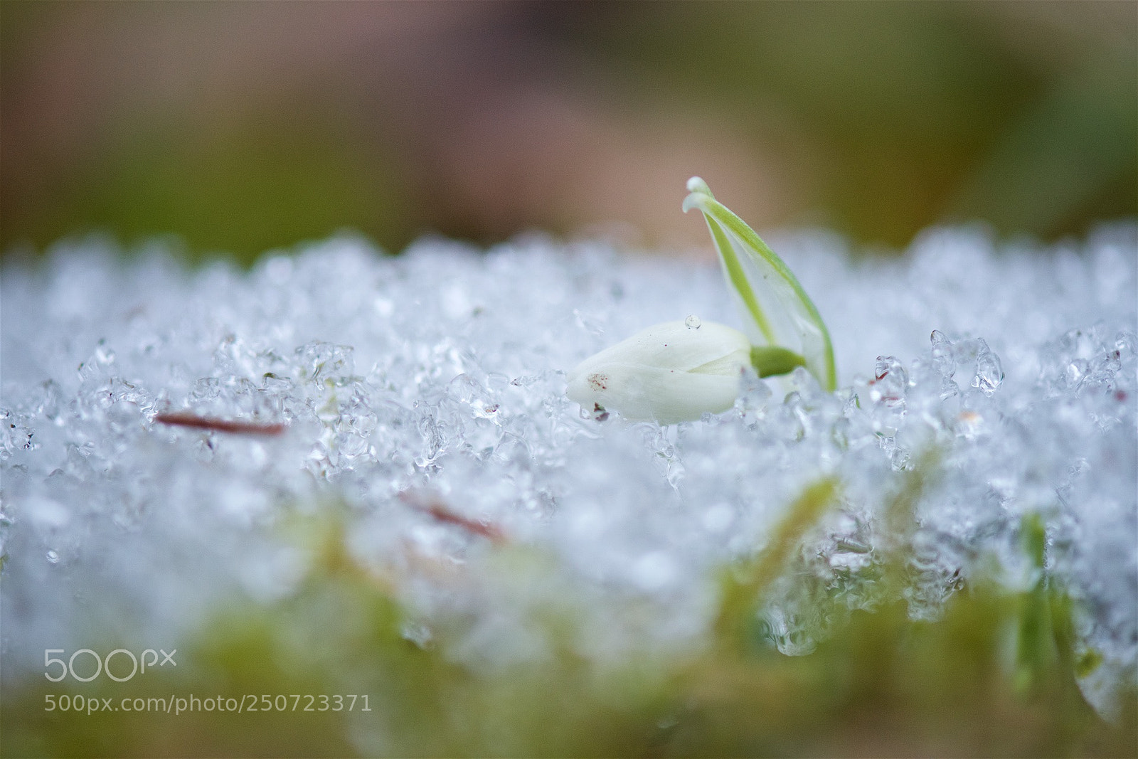 Nikon D810 sample photo. The first, snowwhite and photography