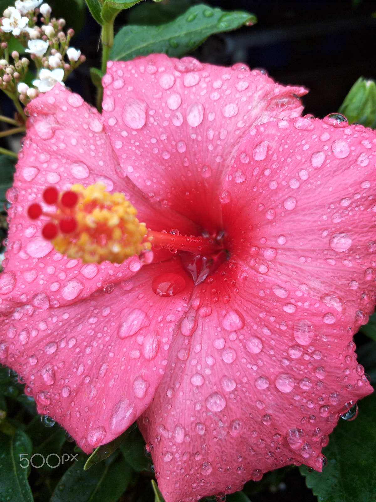 OPPO R9S sample photo. Pink flower photography