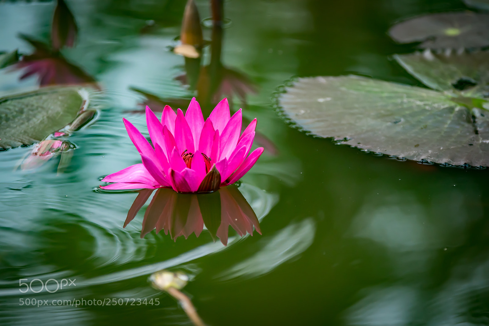 Nikon D5300 sample photo. The water lily photography