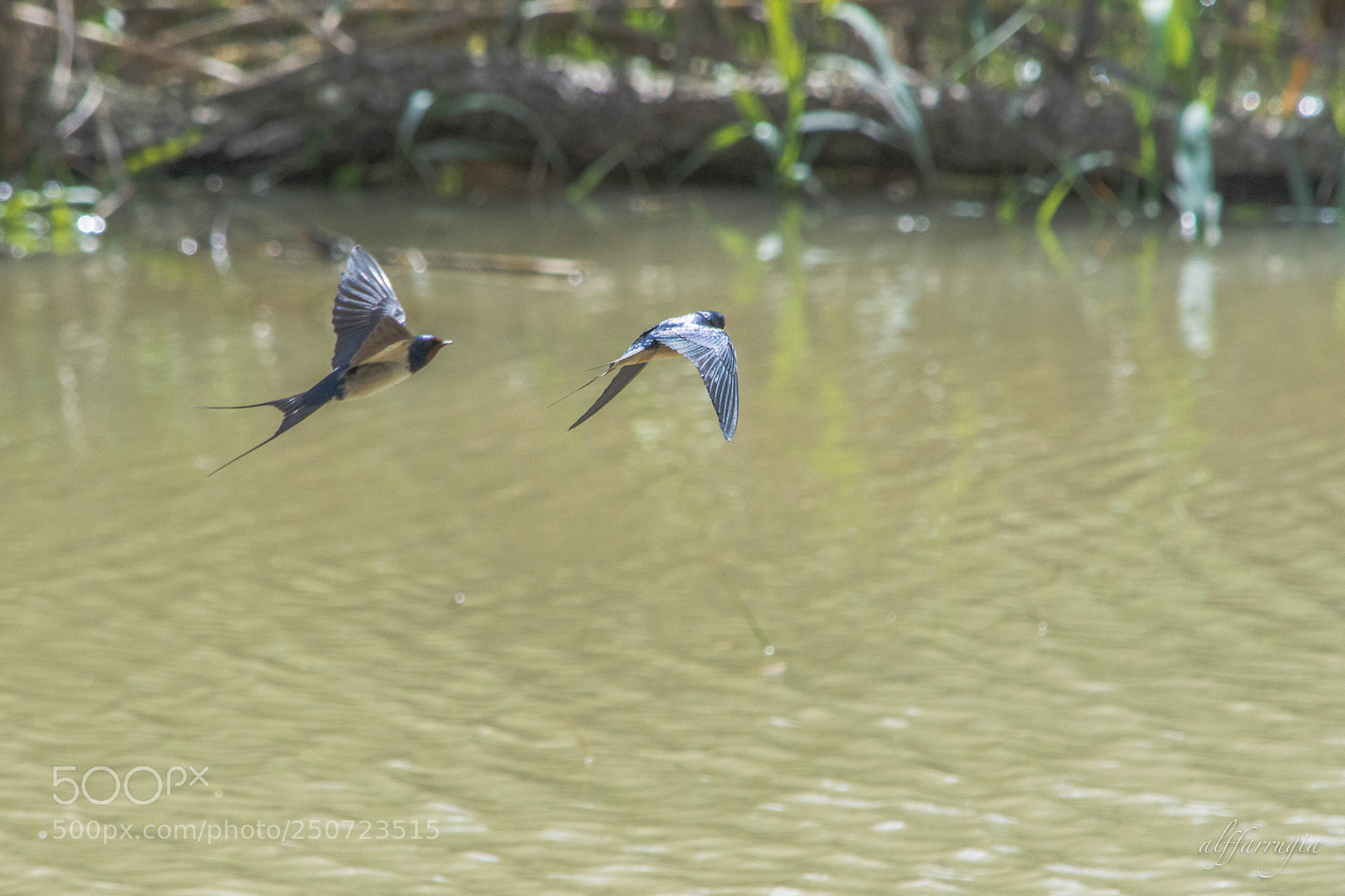 Nikon D7200 sample photo. Swallows photography