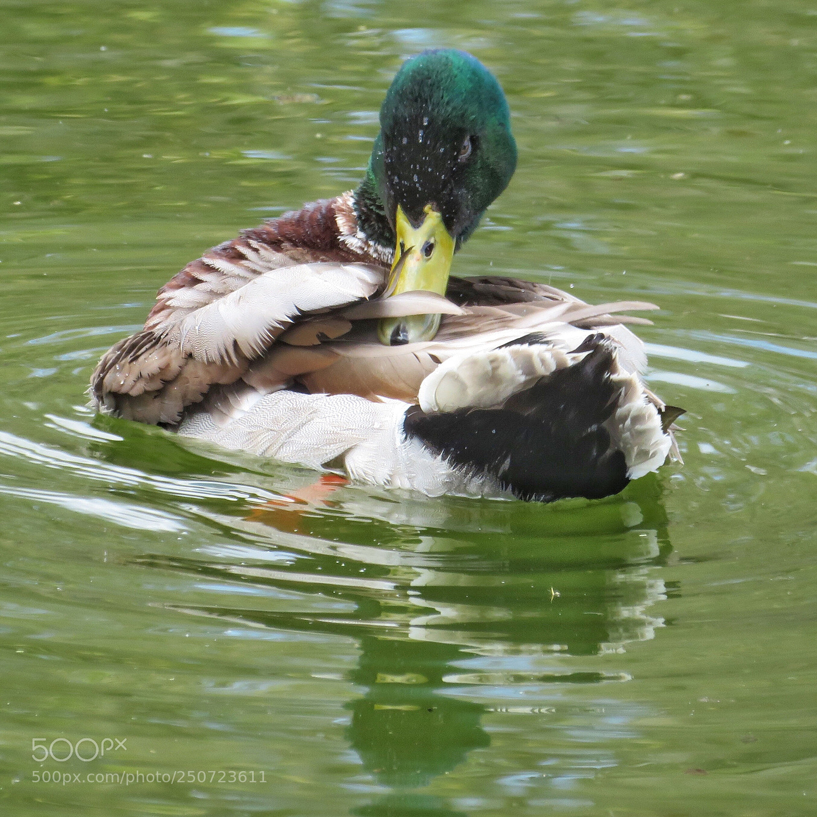 Canon PowerShot SX720 HS sample photo. Preening mallard photography