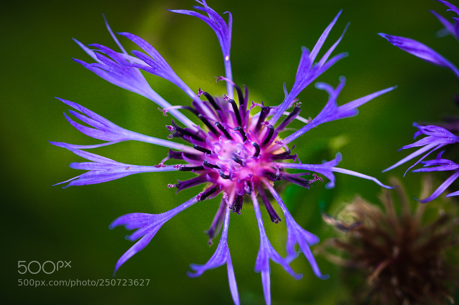Canon EOS 70D sample photo. Korenbloem in border fort photography
