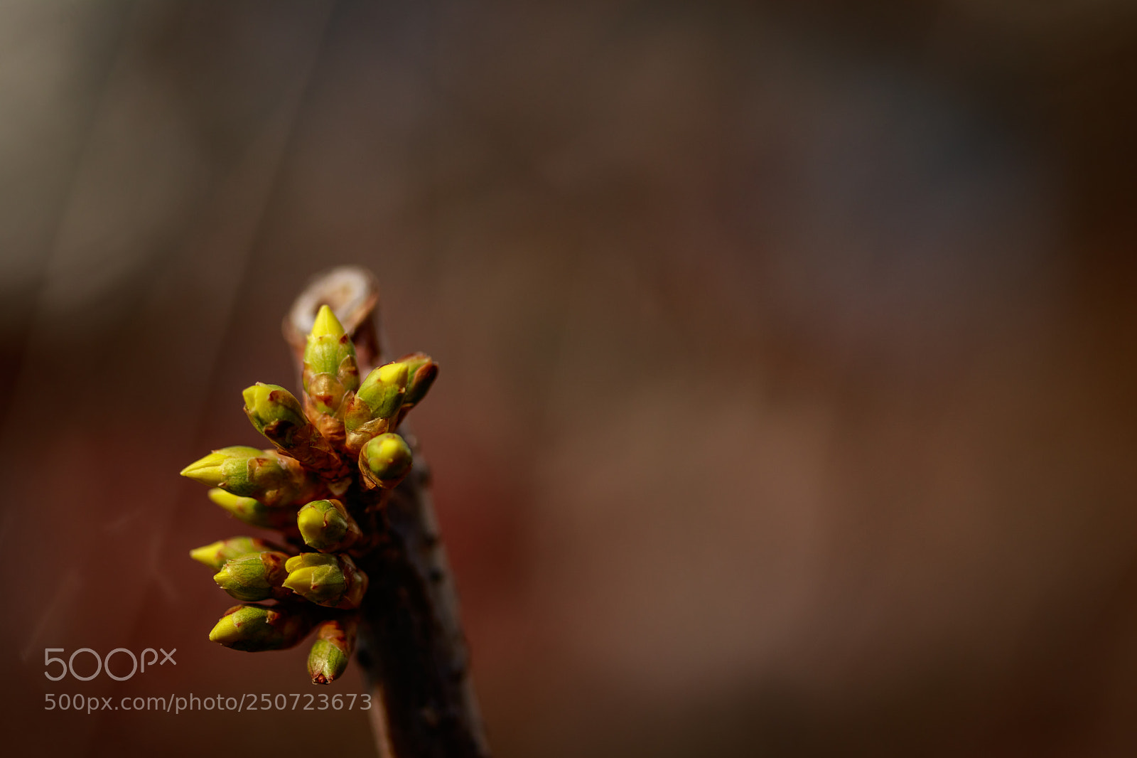 Canon EOS 80D sample photo. Buds photography