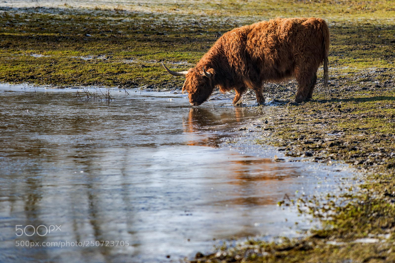Sony Alpha DSLR-A900 sample photo. Scottish highland cows at photography