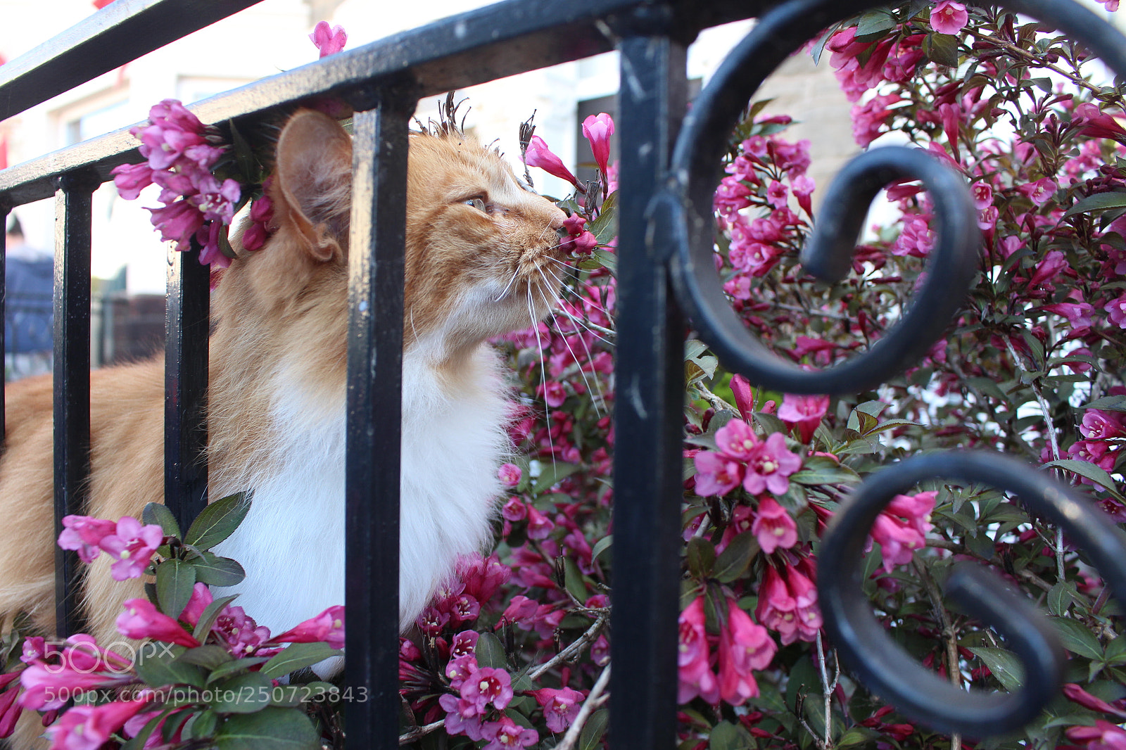 Canon EOS 700D (EOS Rebel T5i / EOS Kiss X7i) sample photo. Sniffing flowers photography
