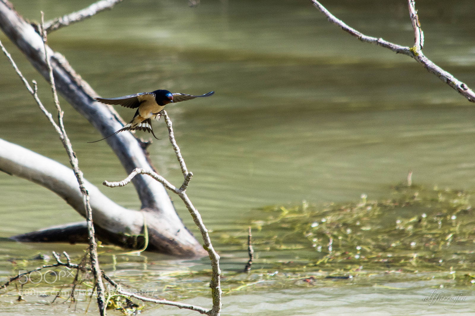Nikon D7200 sample photo. Swallows photography