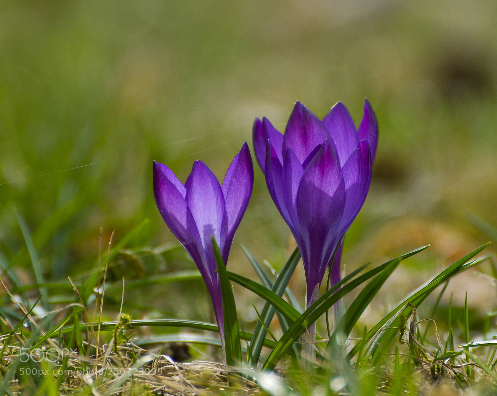 Nikon D610 sample photo. Wiosenne przebudzenie photography