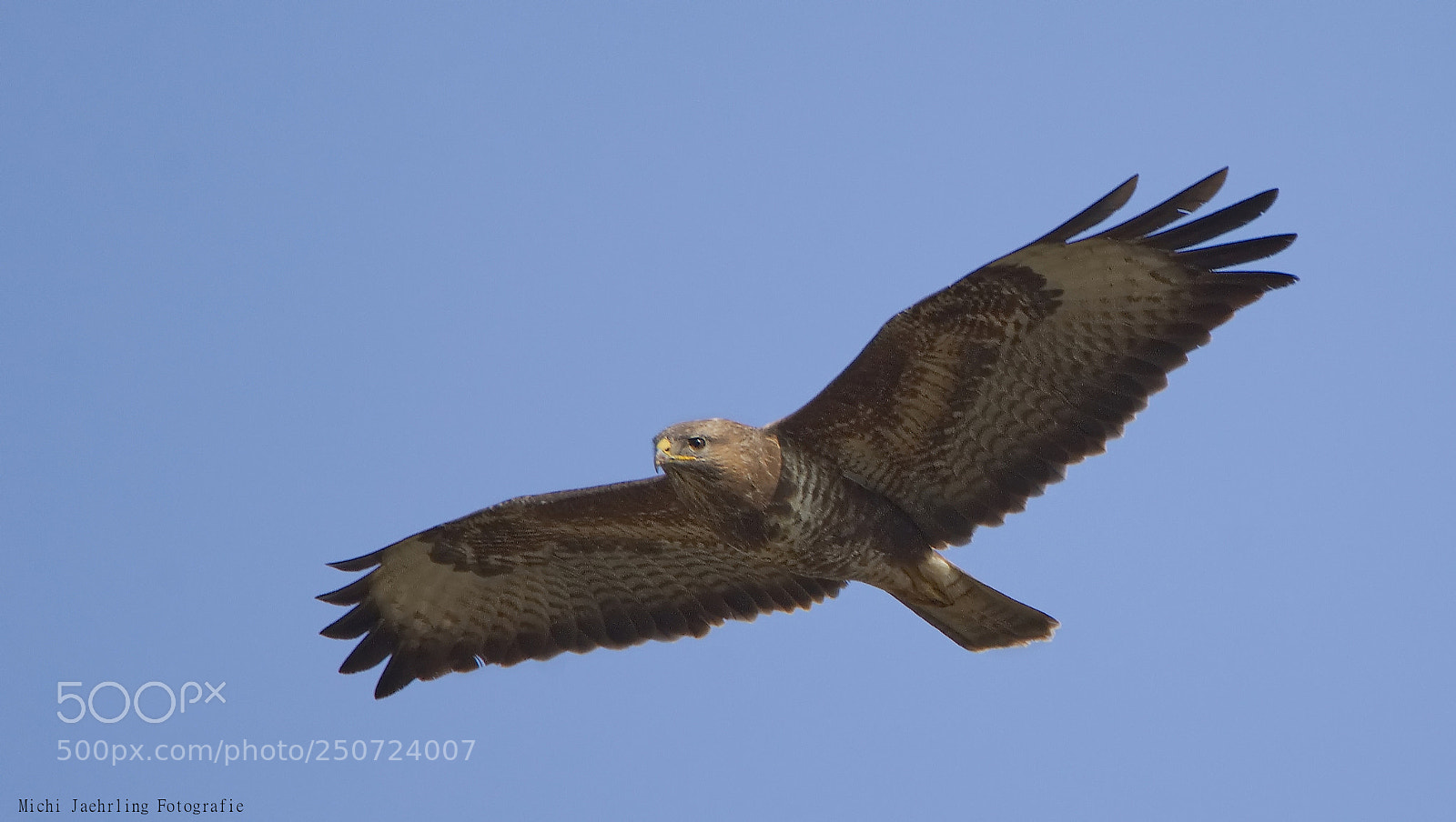 Nikon D7200 sample photo. A little bird  ;-) photography