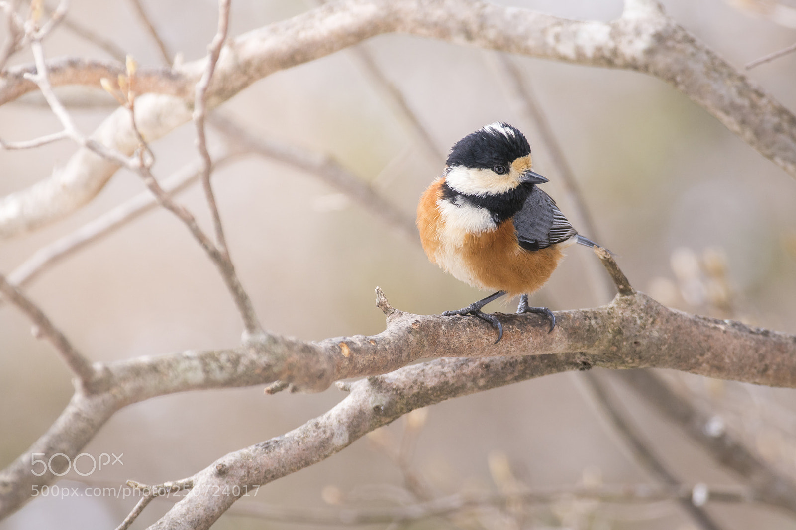 Sony a6300 sample photo. Japaness bird photography