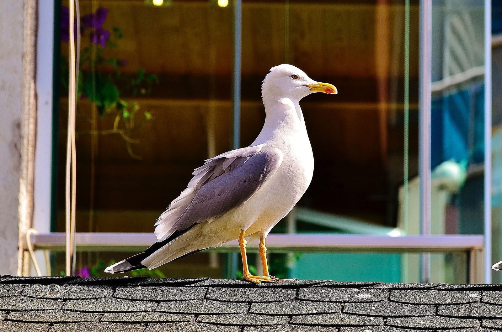 Nikon D7000 sample photo. My seagull ; paytak photography