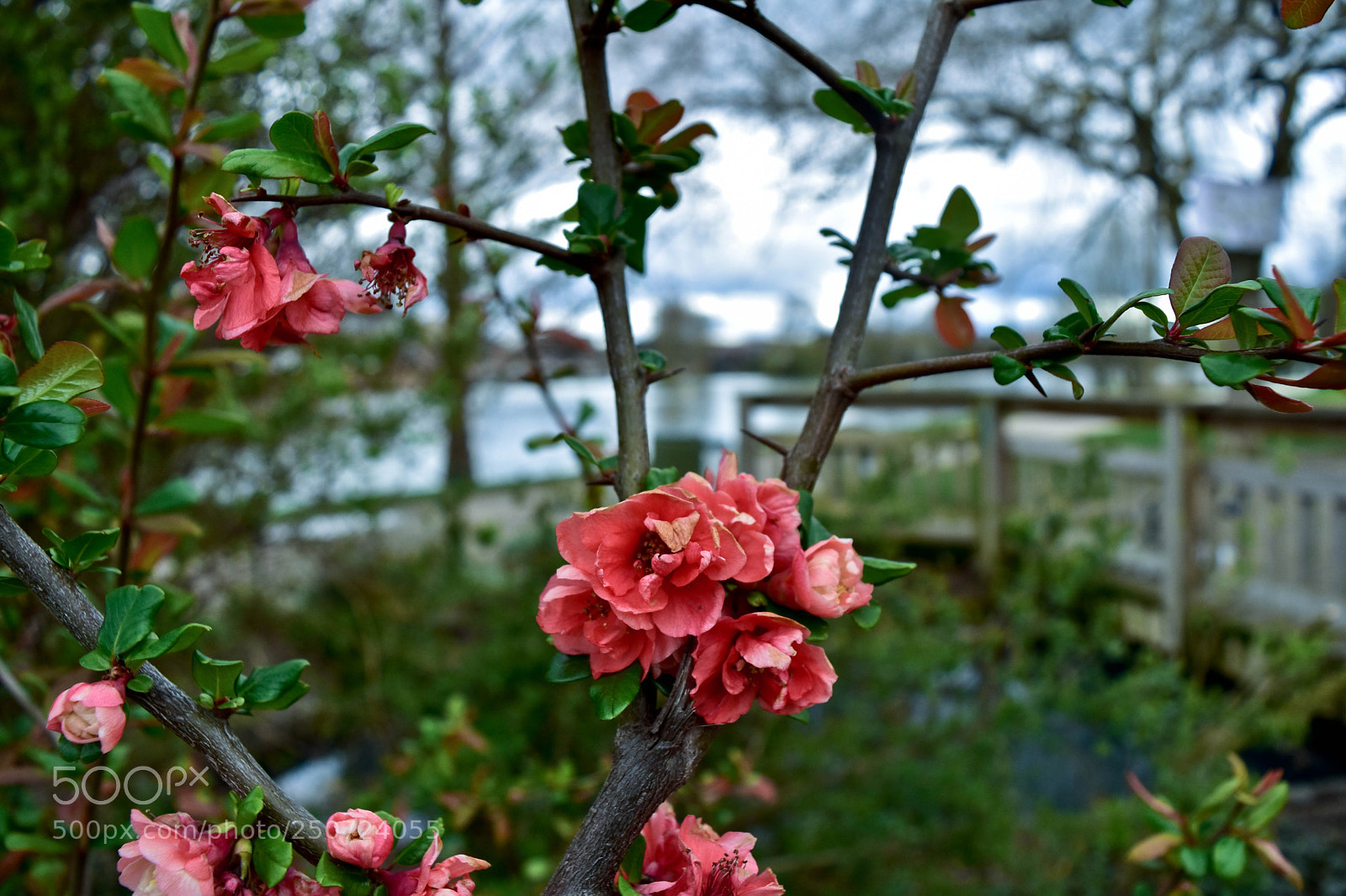 Nikon D5500 sample photo. Fraîcheur photography