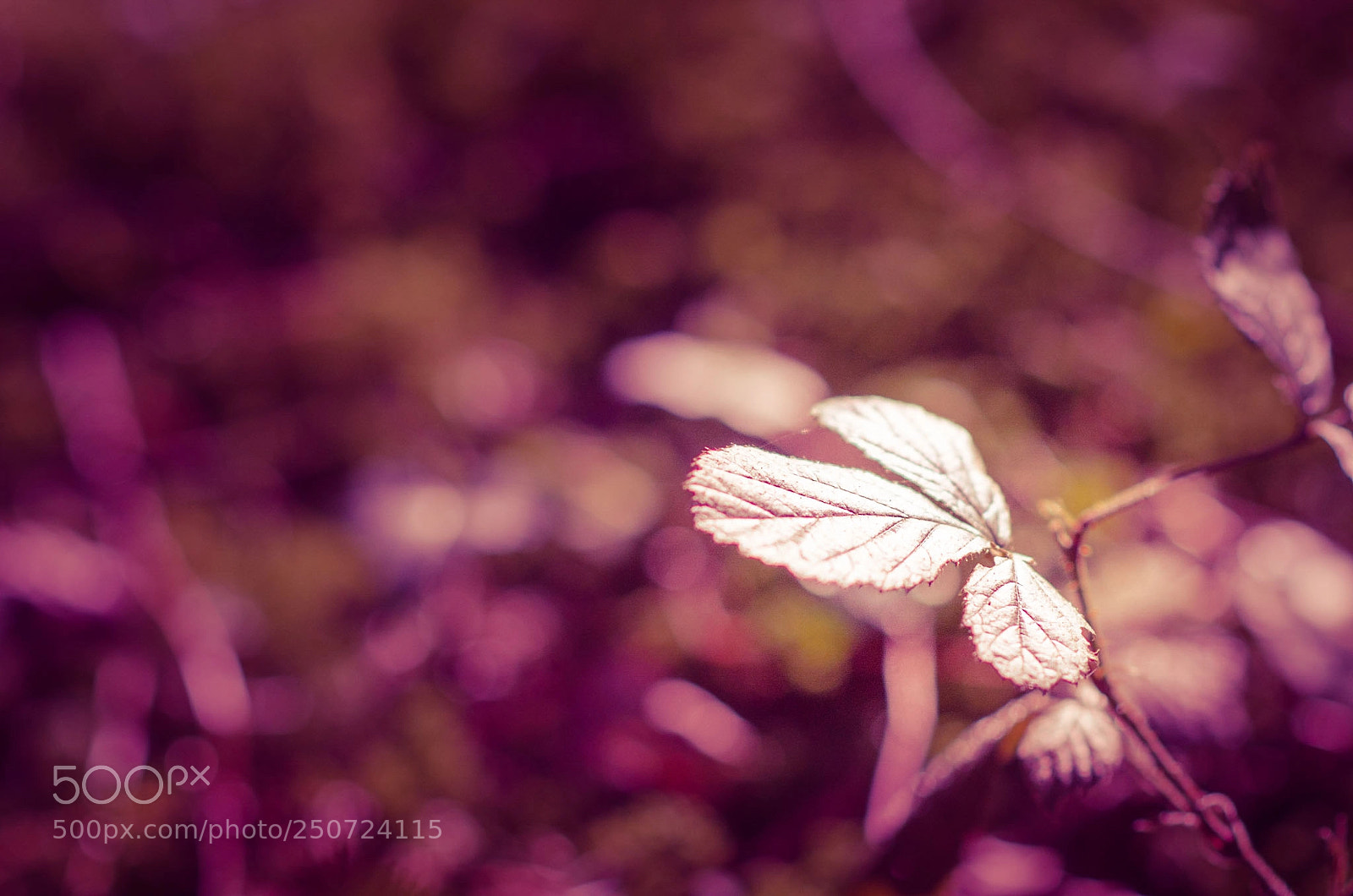 Nikon D5100 sample photo. Color photography